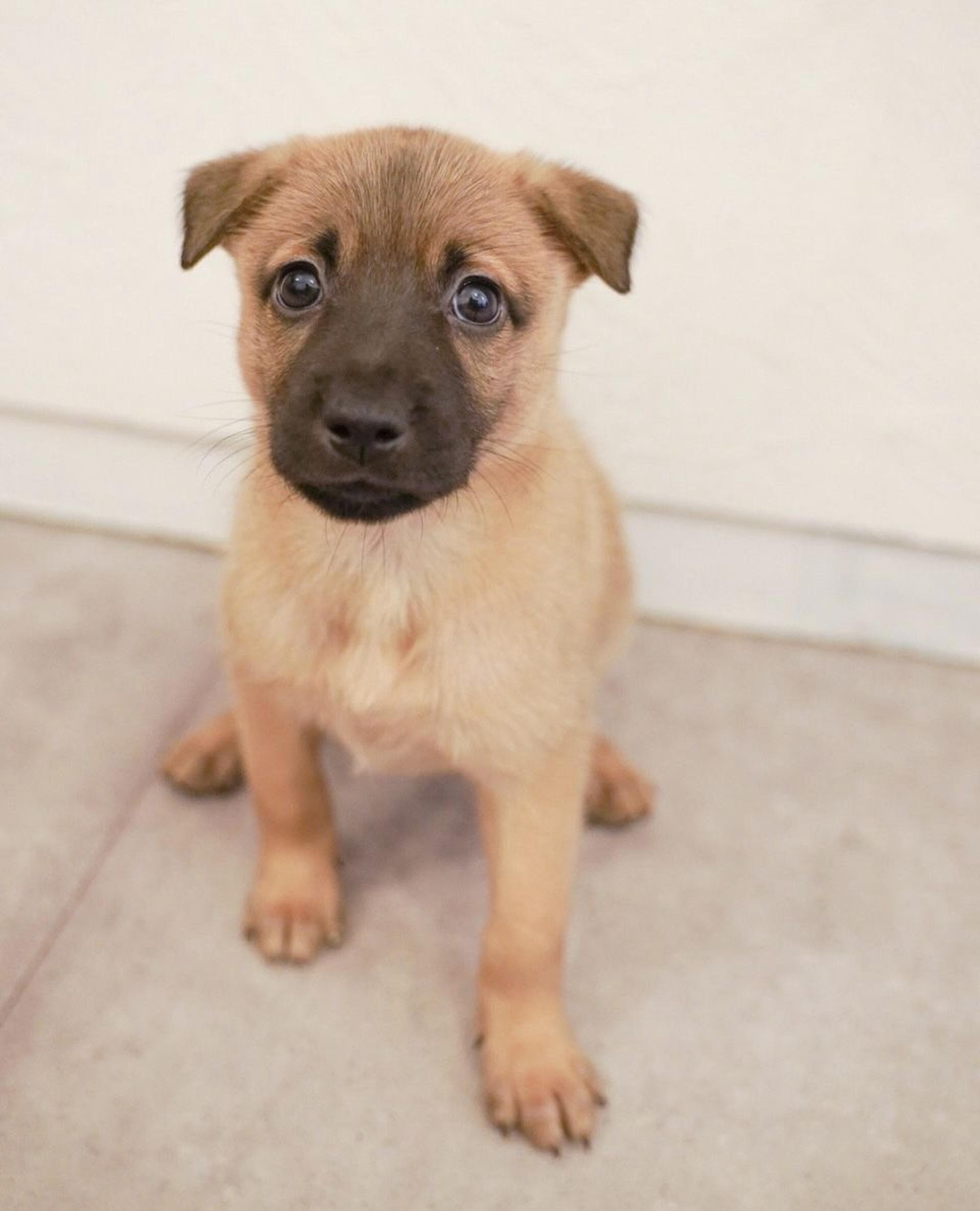 pet-image-3