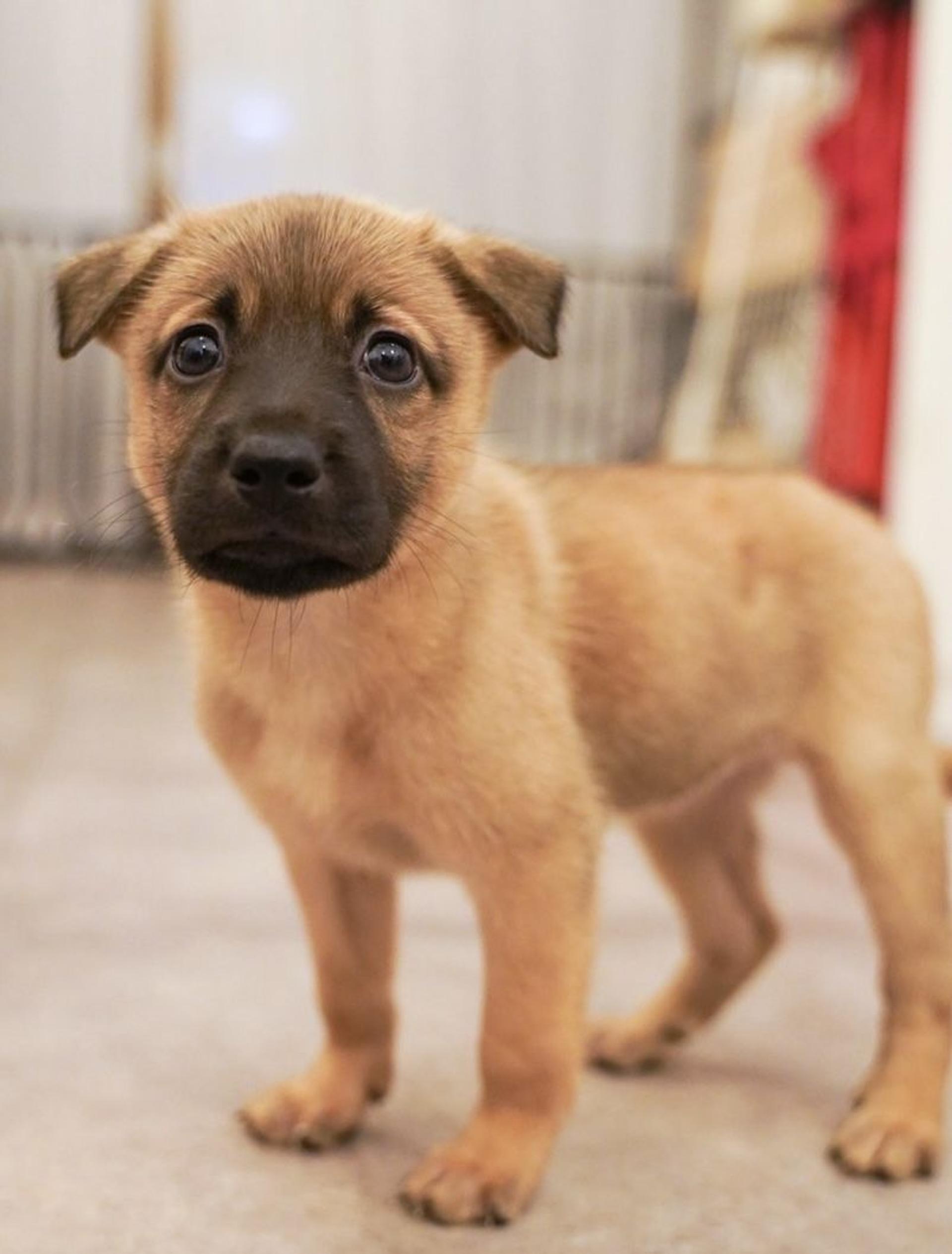 pet-image-4