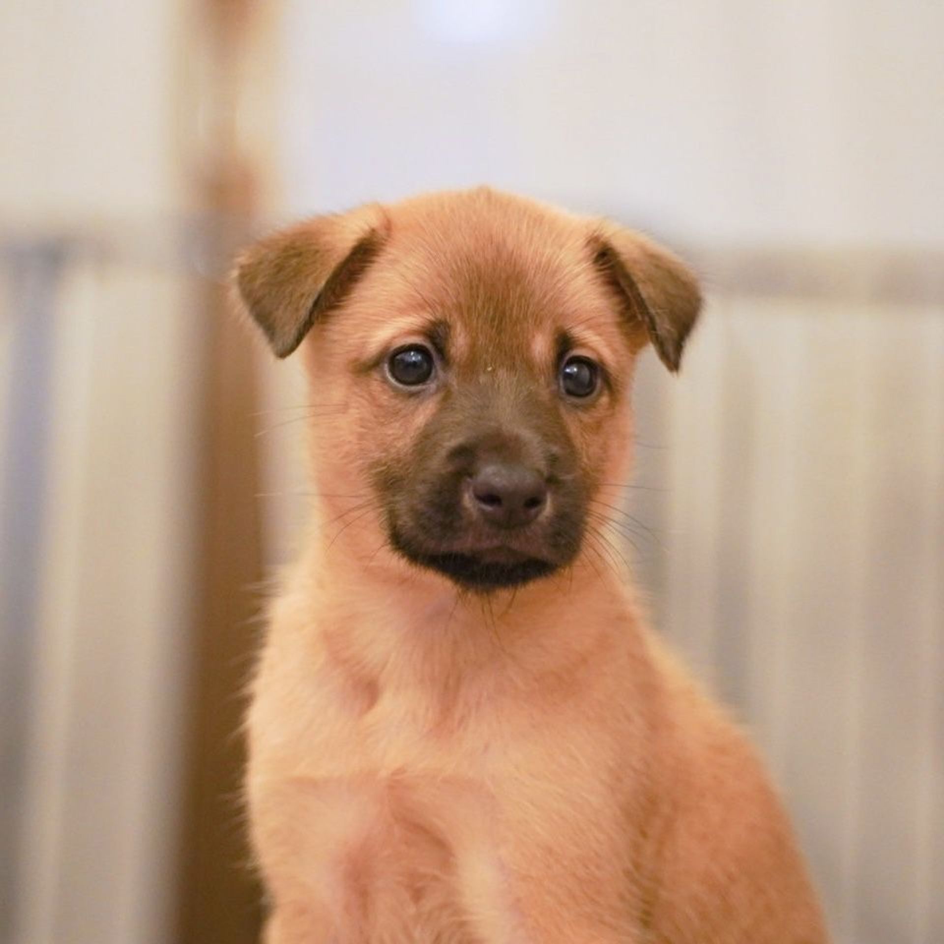 雑種（ミックス犬）・オスの里親募集の写真