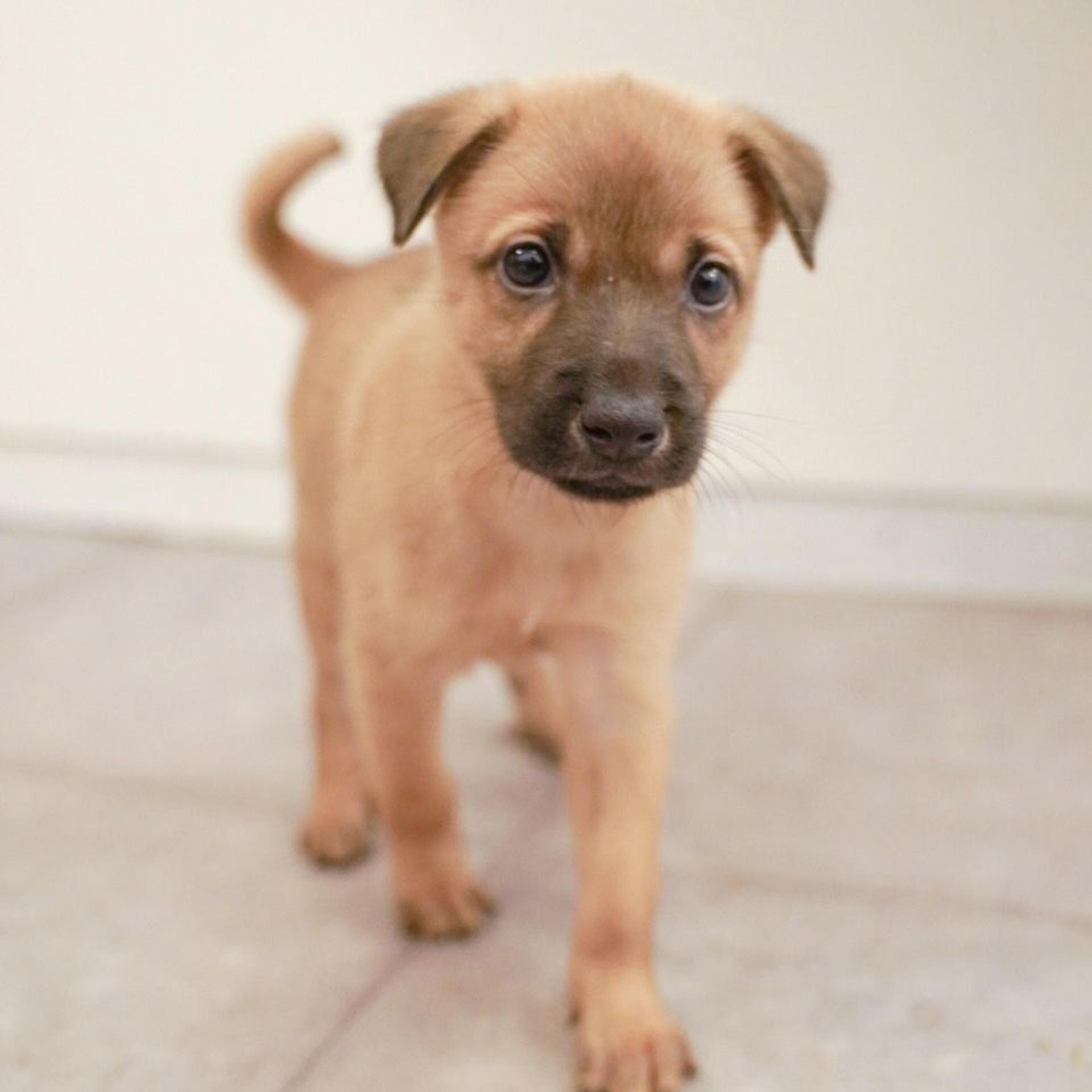pet-image-3