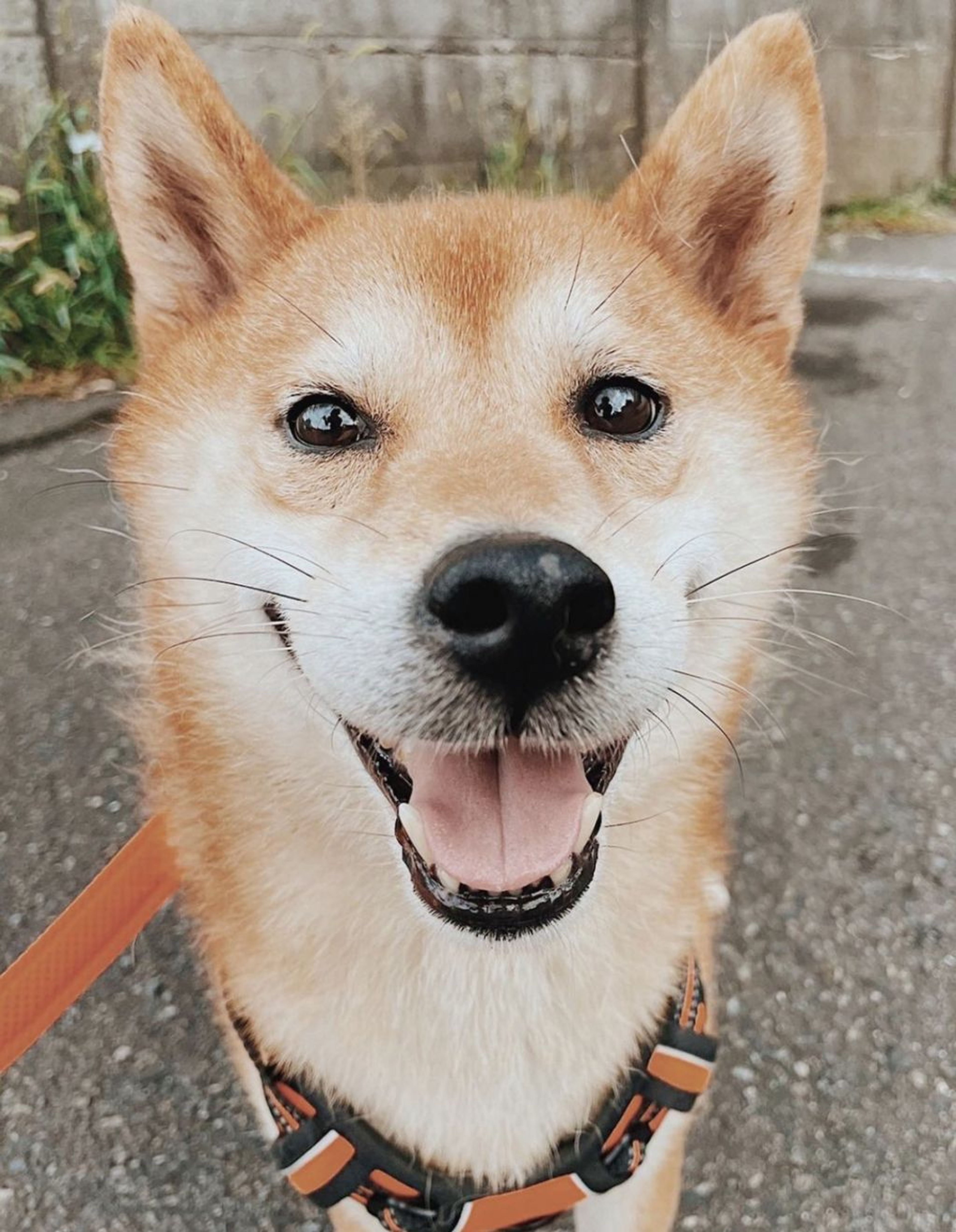 柴犬・オスの里親募集の写真