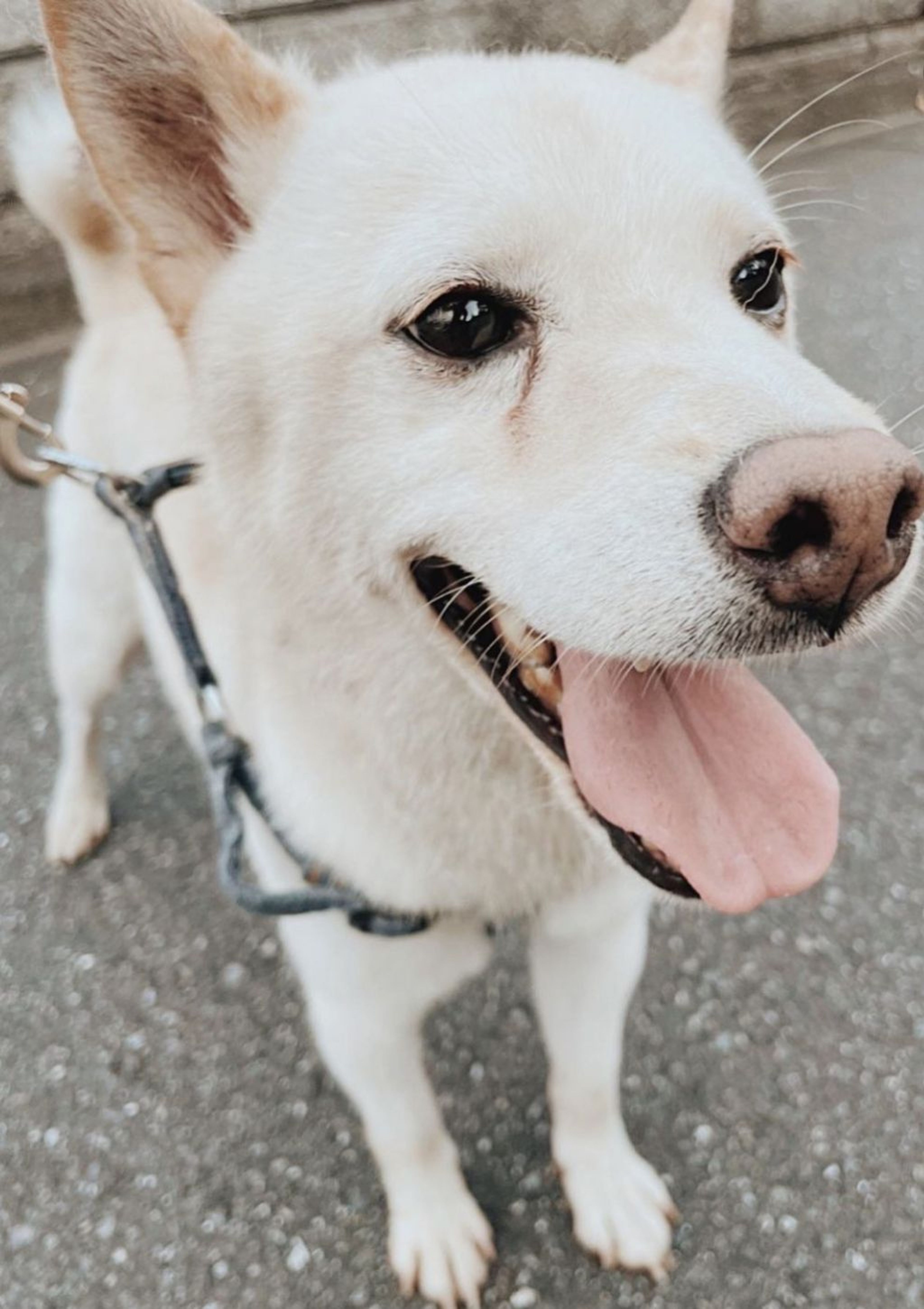 柴犬・オスの里親募集の写真