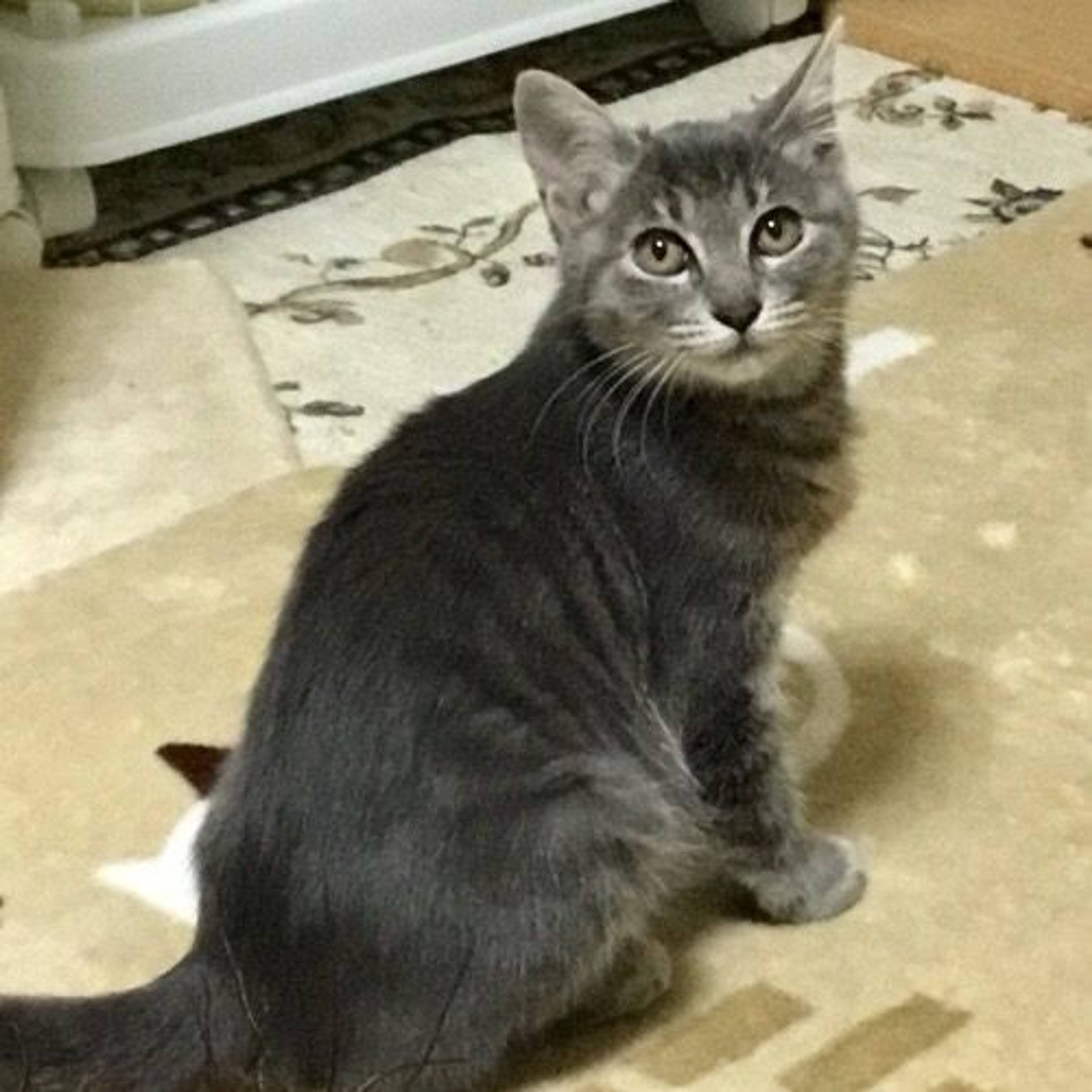 雑種（ミックス猫）・メスの里親募集の写真