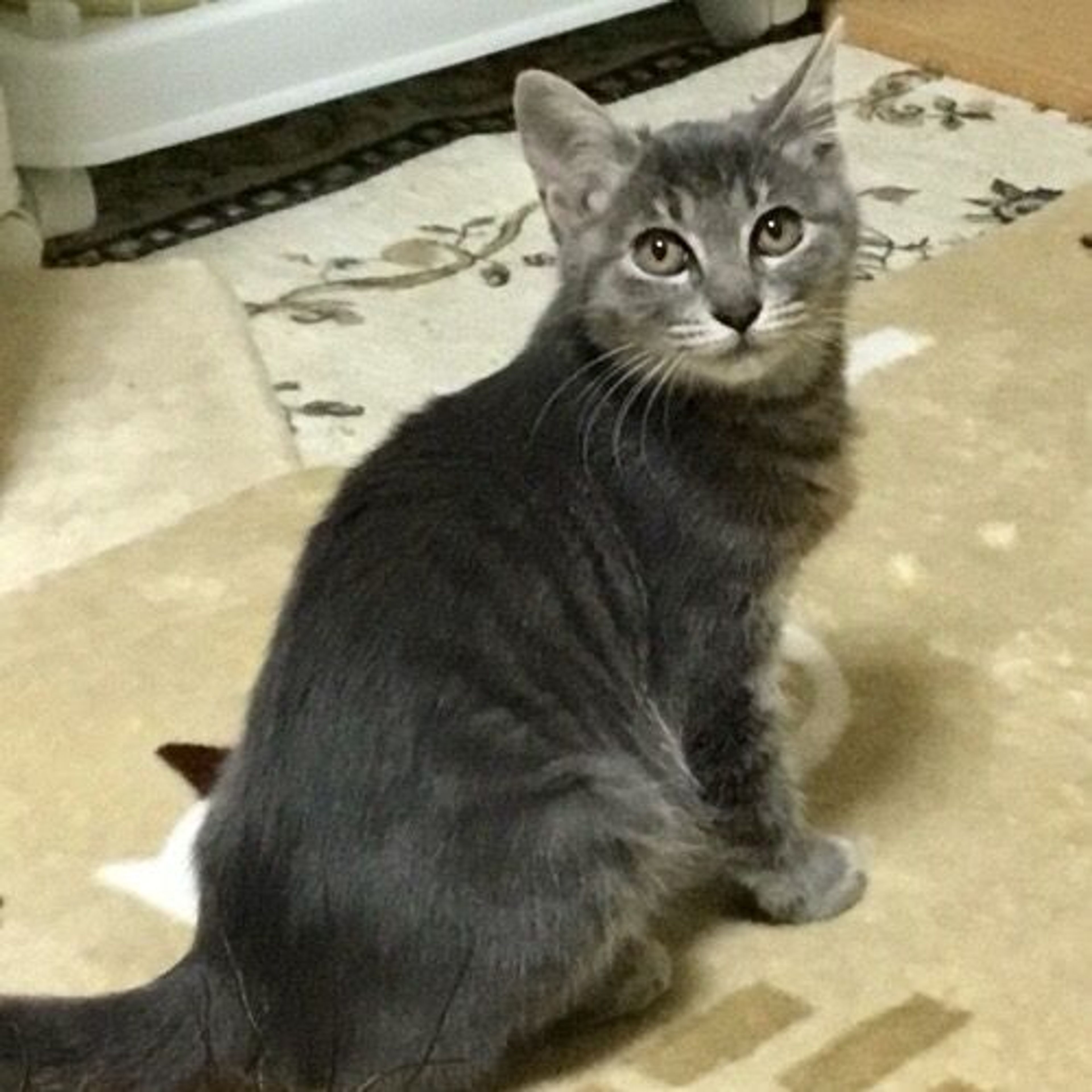 雑種（ミックス猫）・メスの里親募集の写真