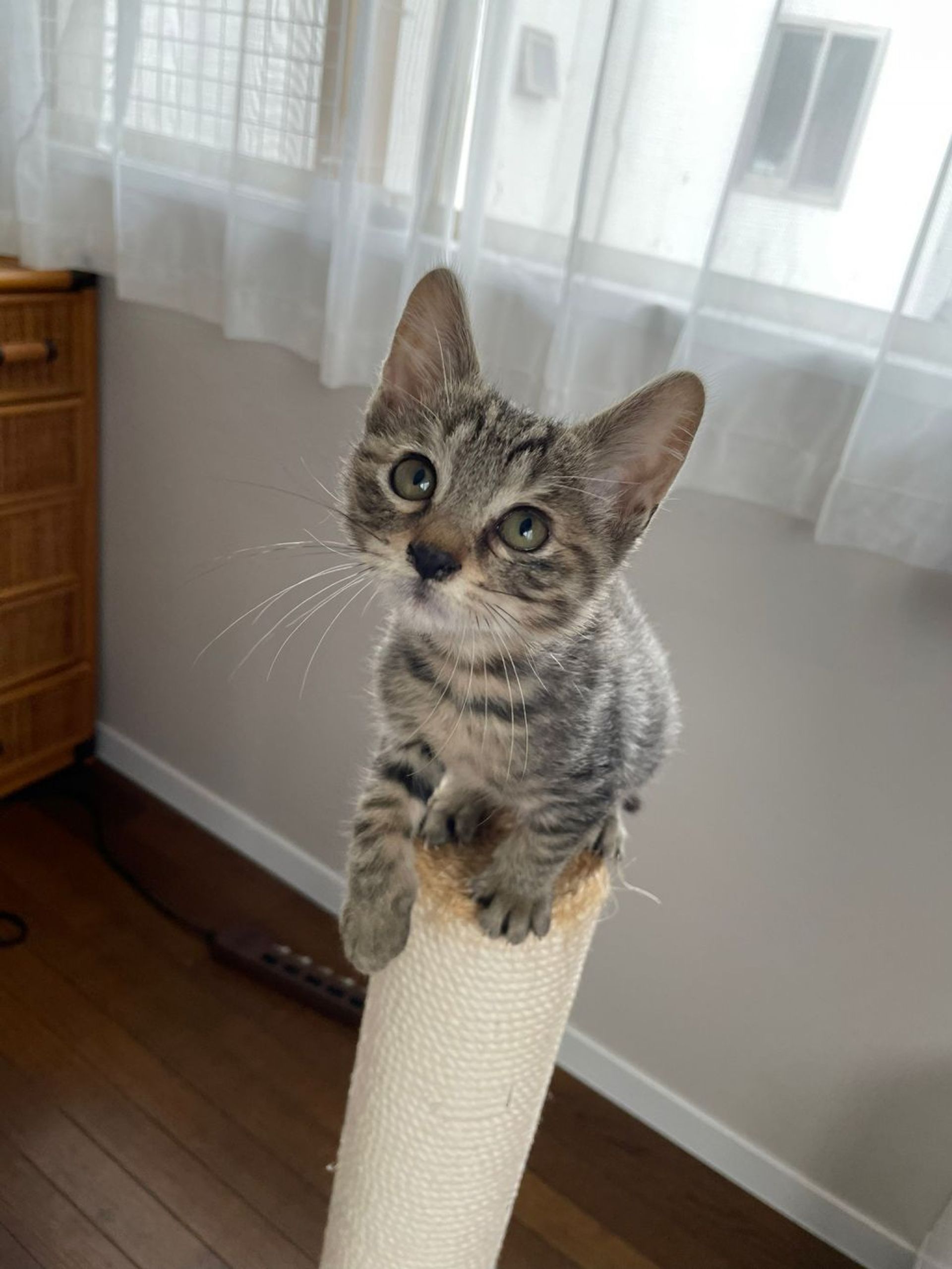 雑種（ミックス猫）・オスの里親募集の写真