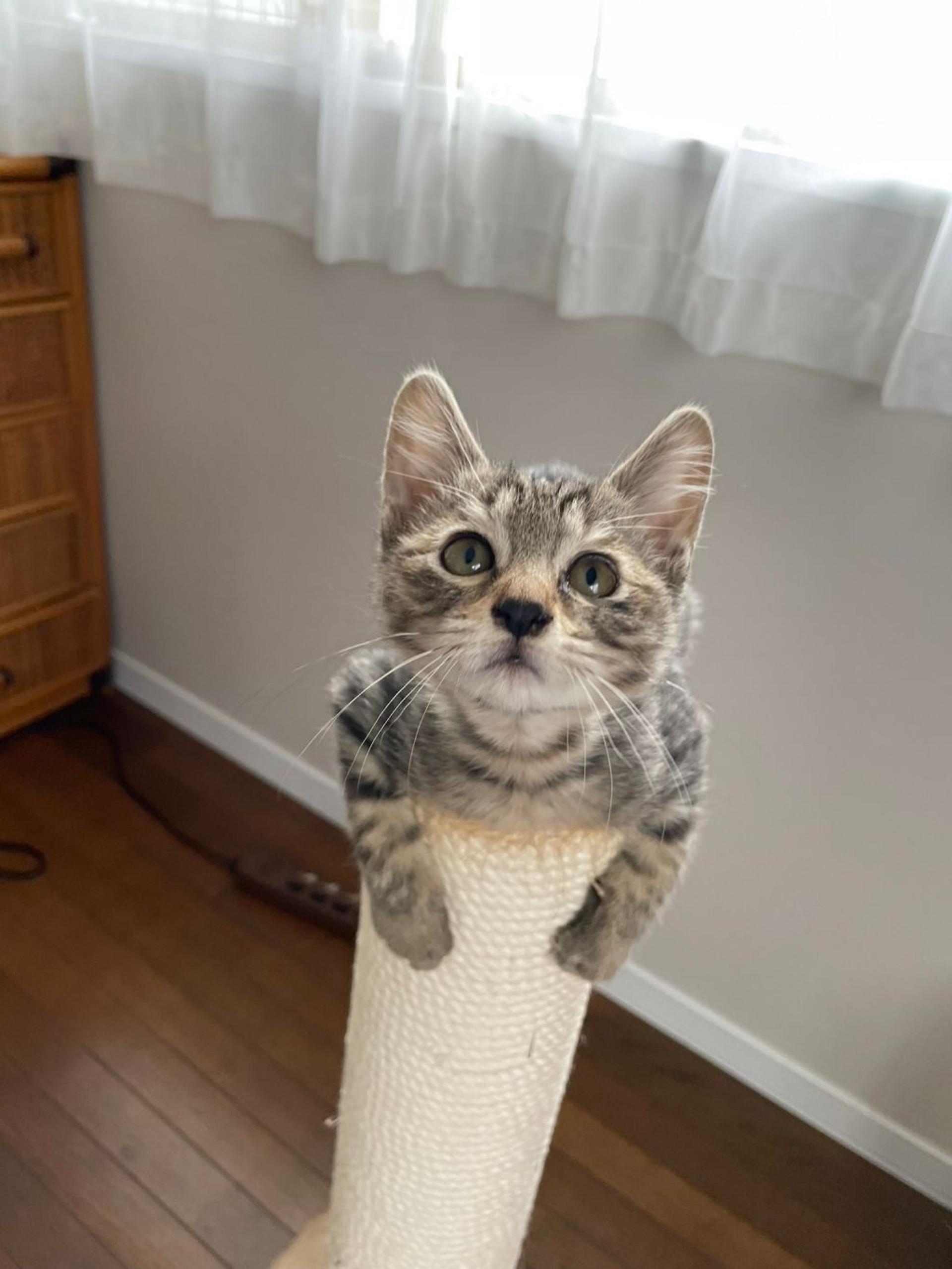 pet-image-3