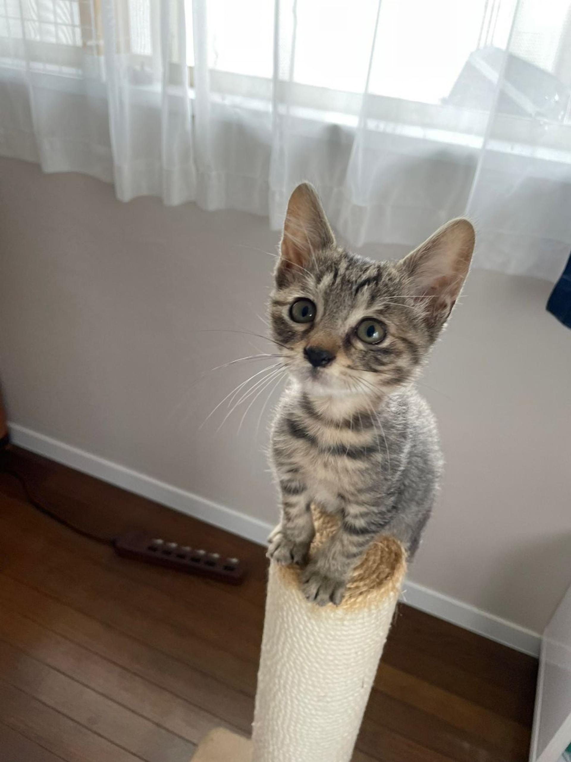 pet-image-5