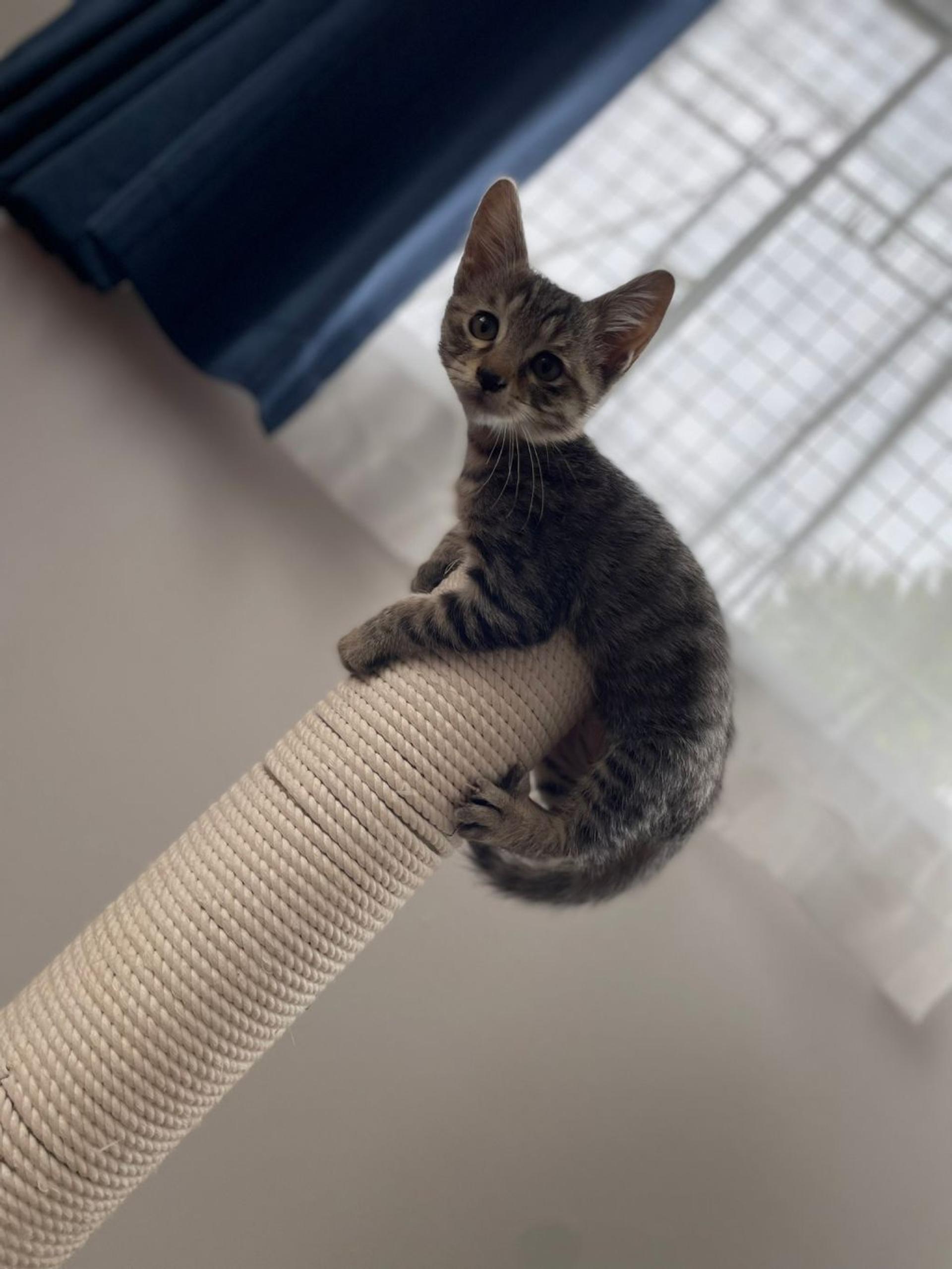 pet-image-8