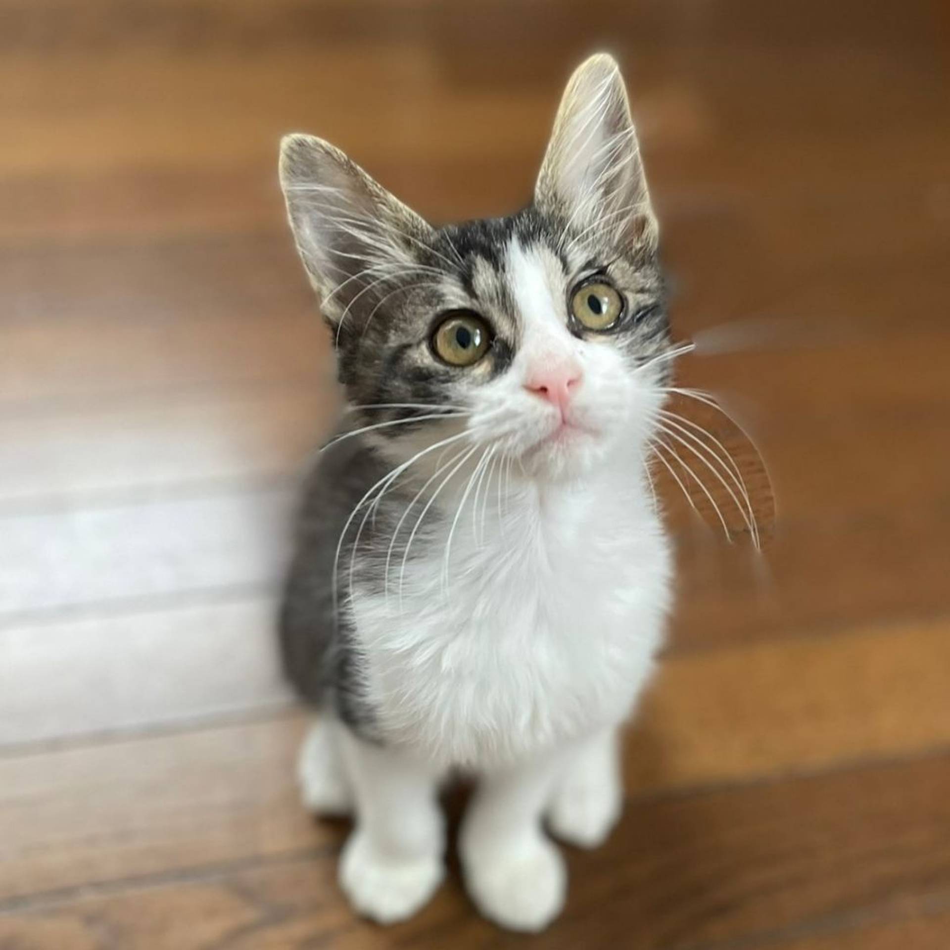 雑種（ミックス猫）・メスの里親募集の写真