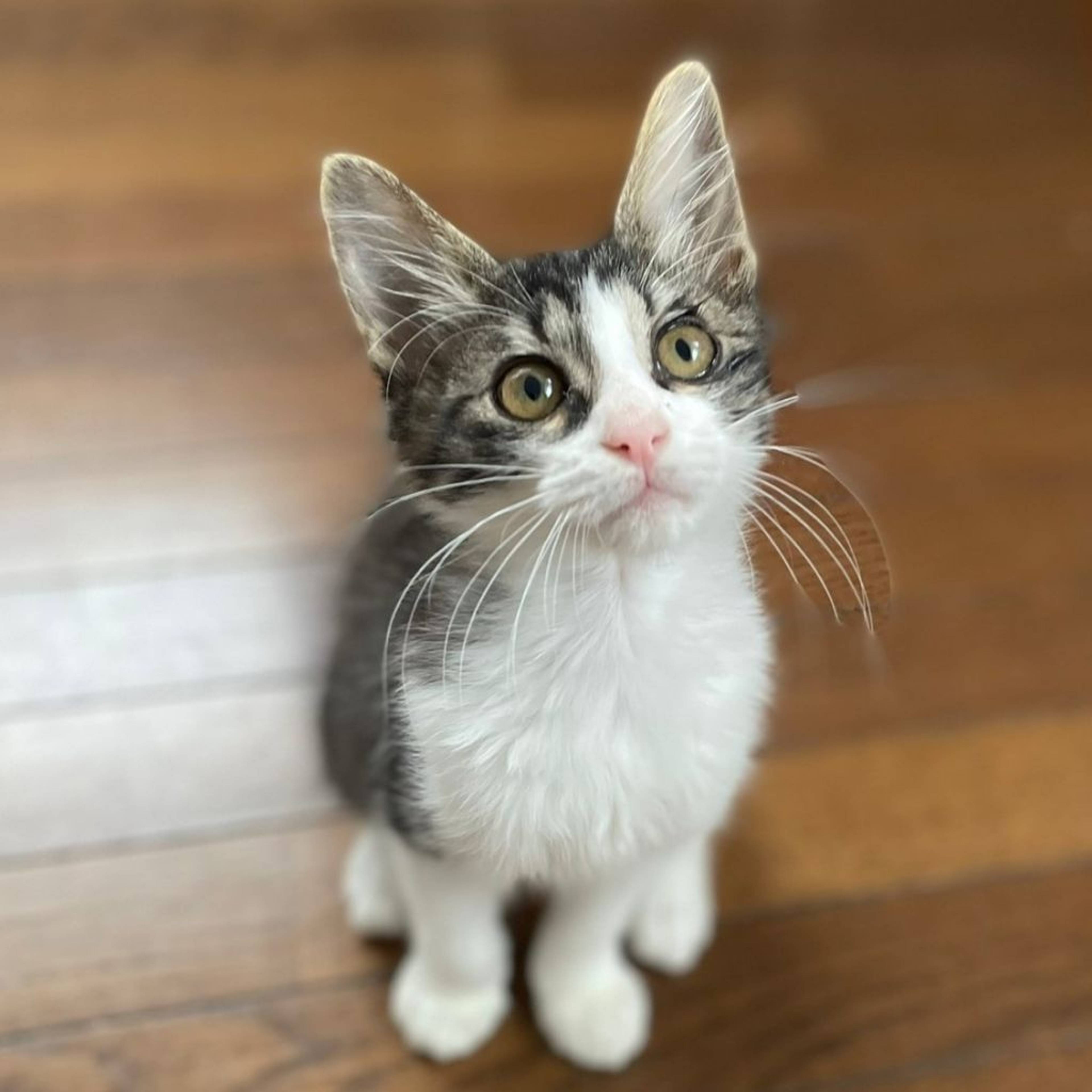 雑種（ミックス猫）・メスの里親募集の写真