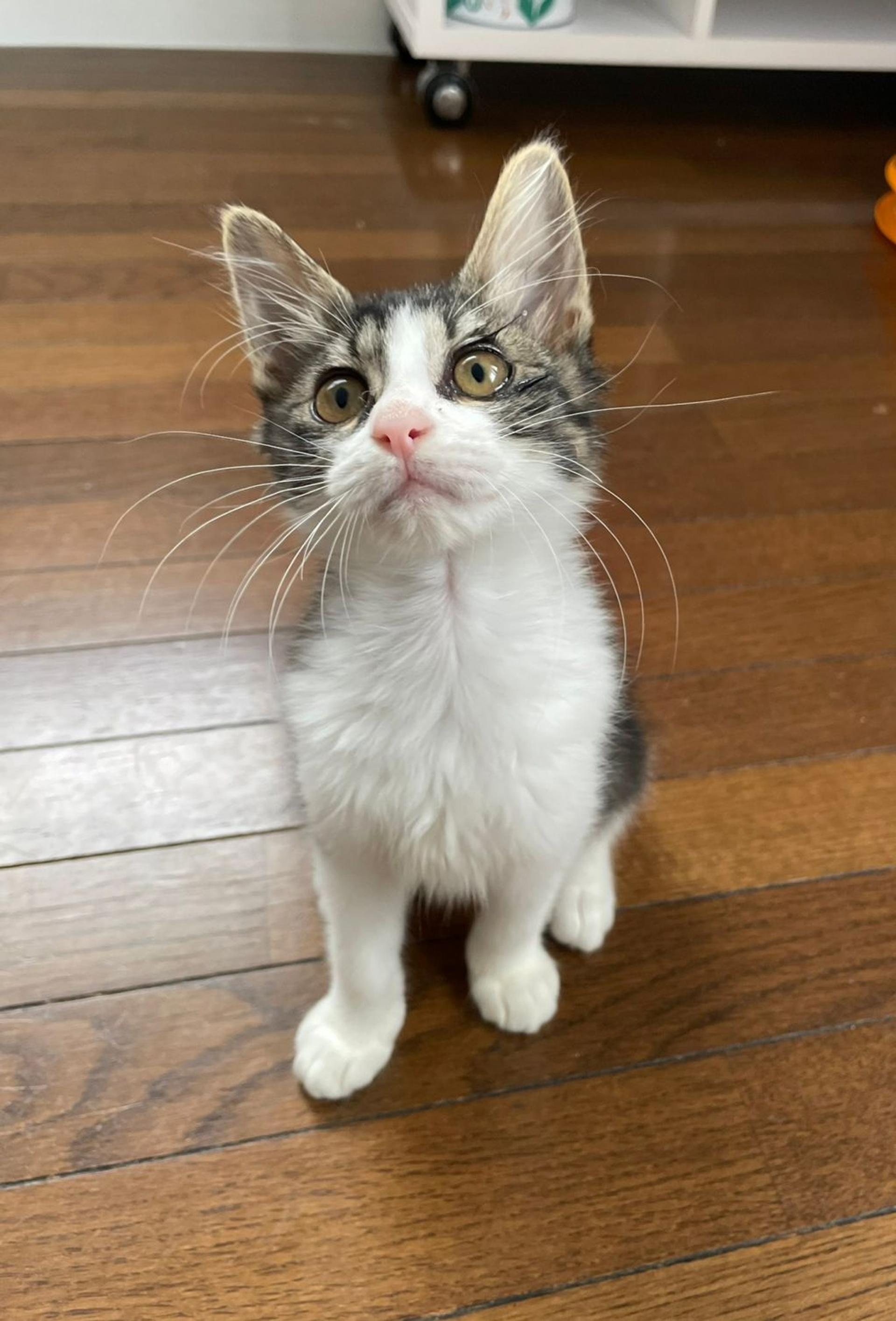 pet-image-4