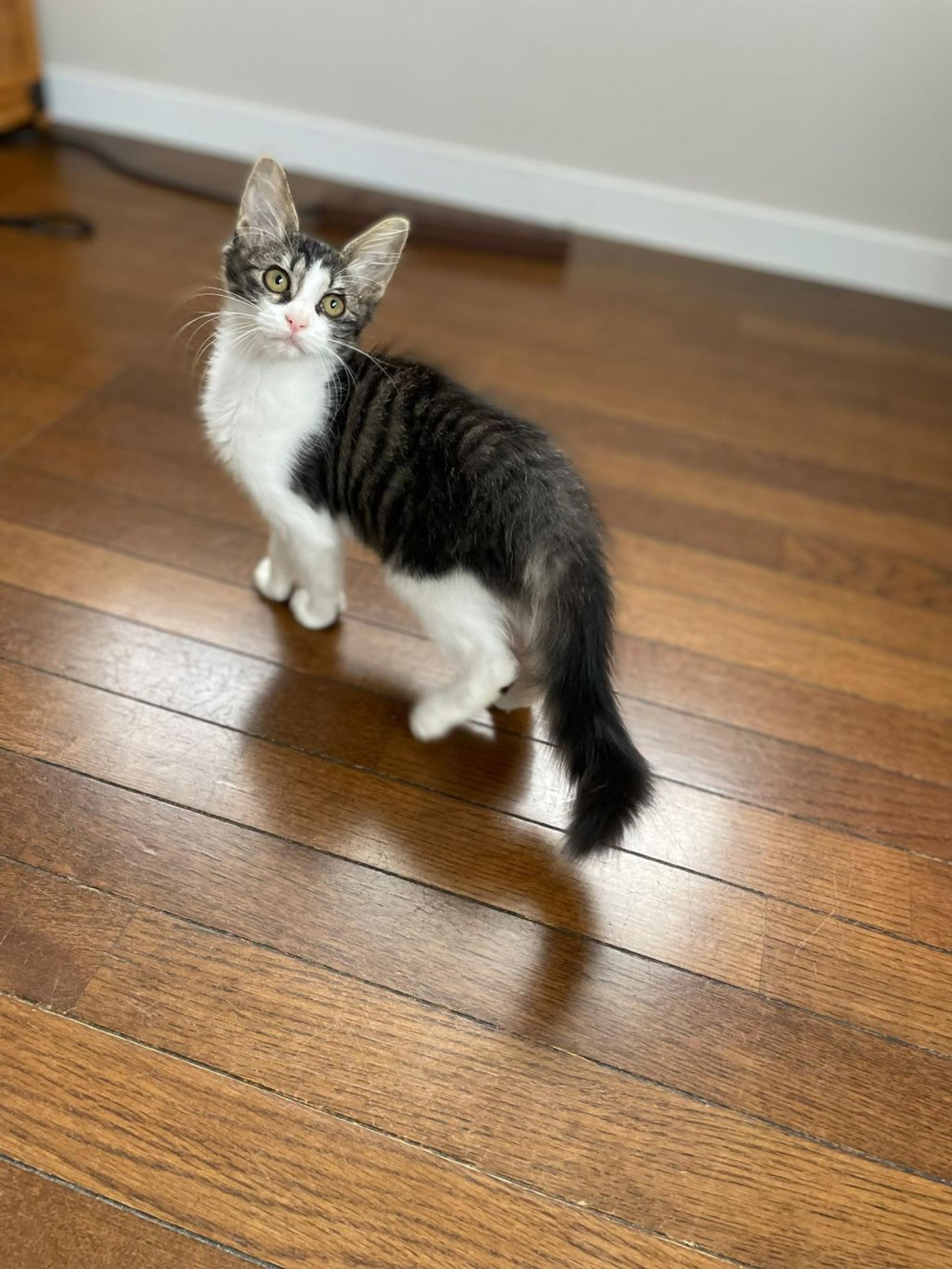 pet-image-8