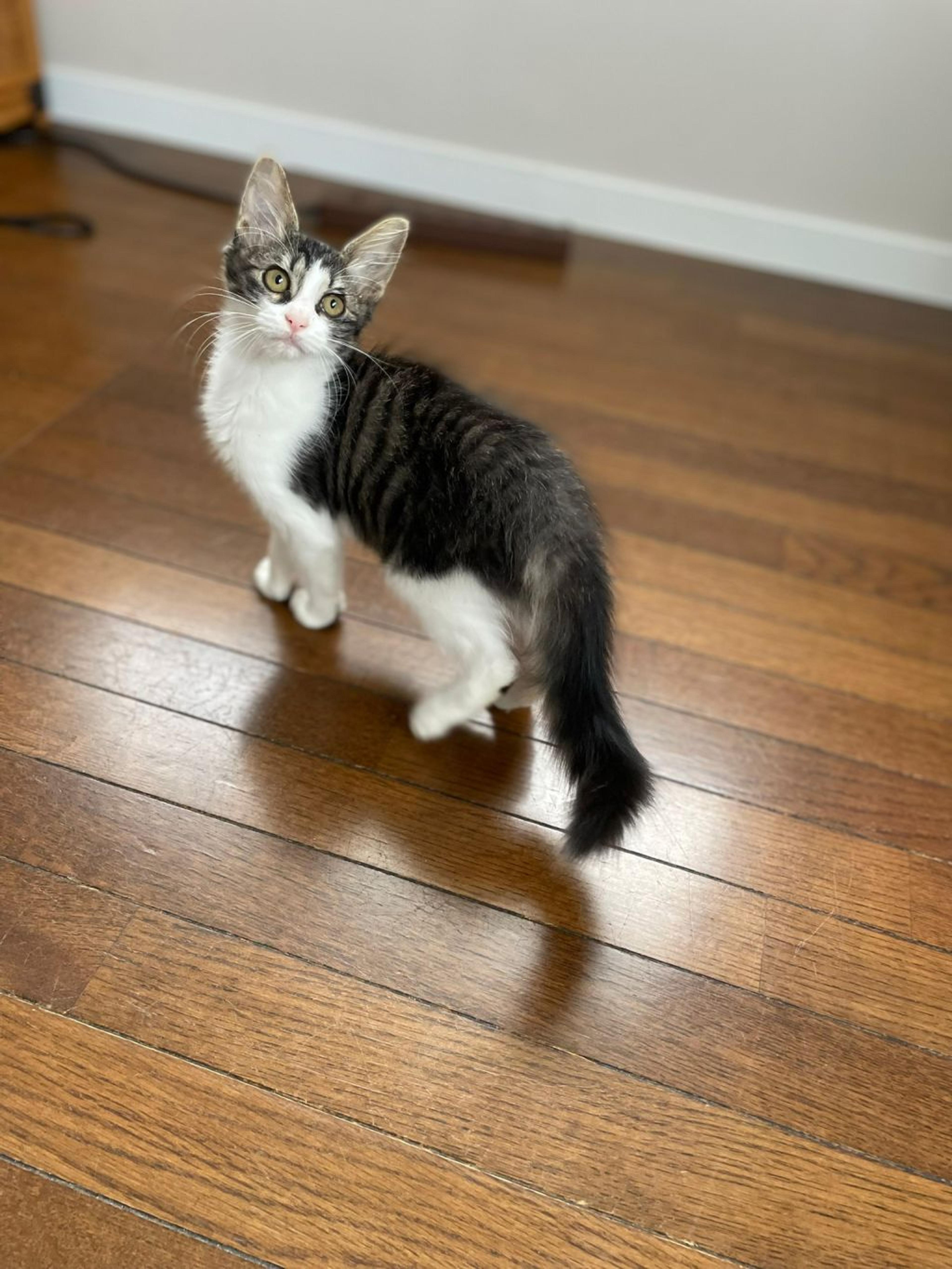 pet-image-8