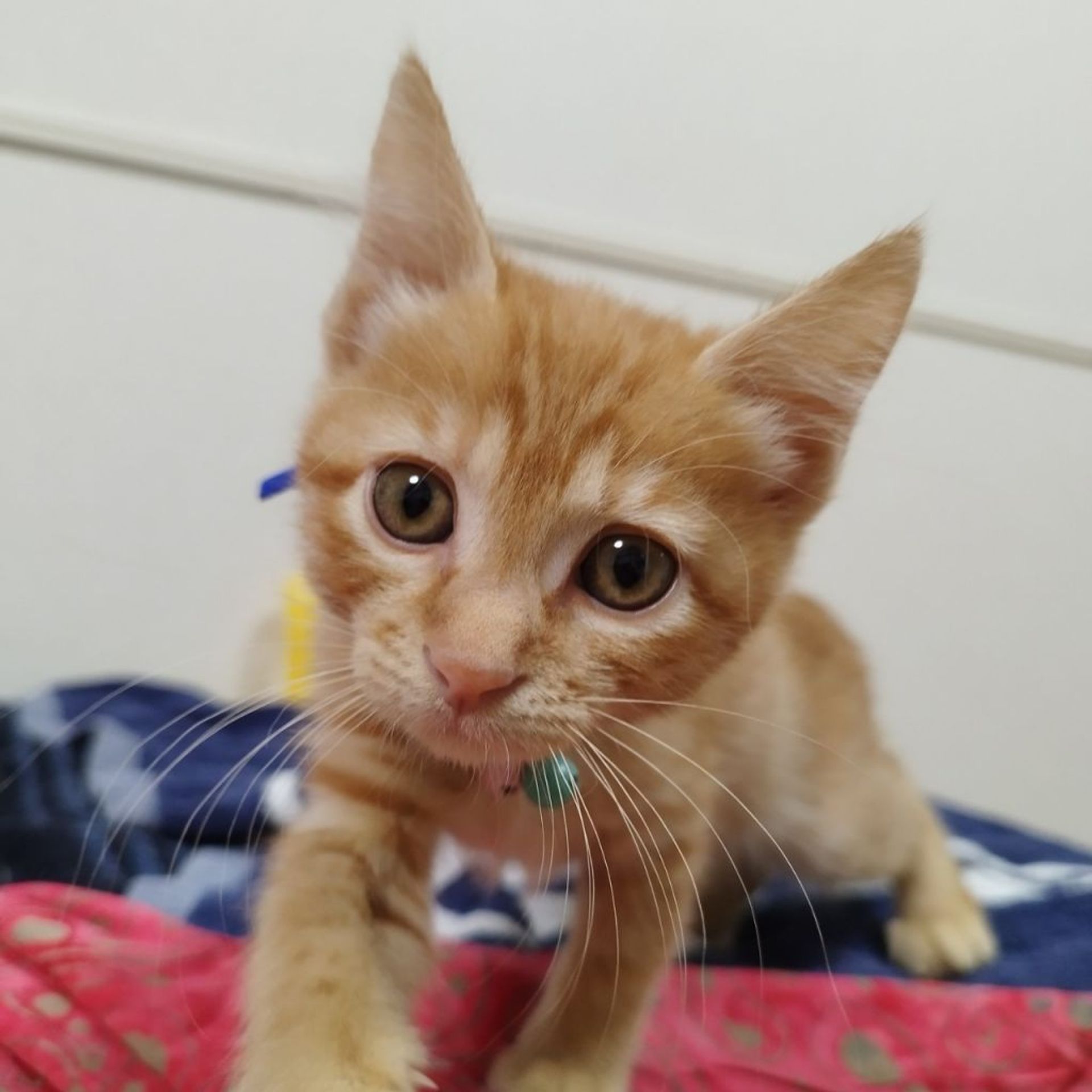 雑種（ミックス猫）・メスの里親募集の写真