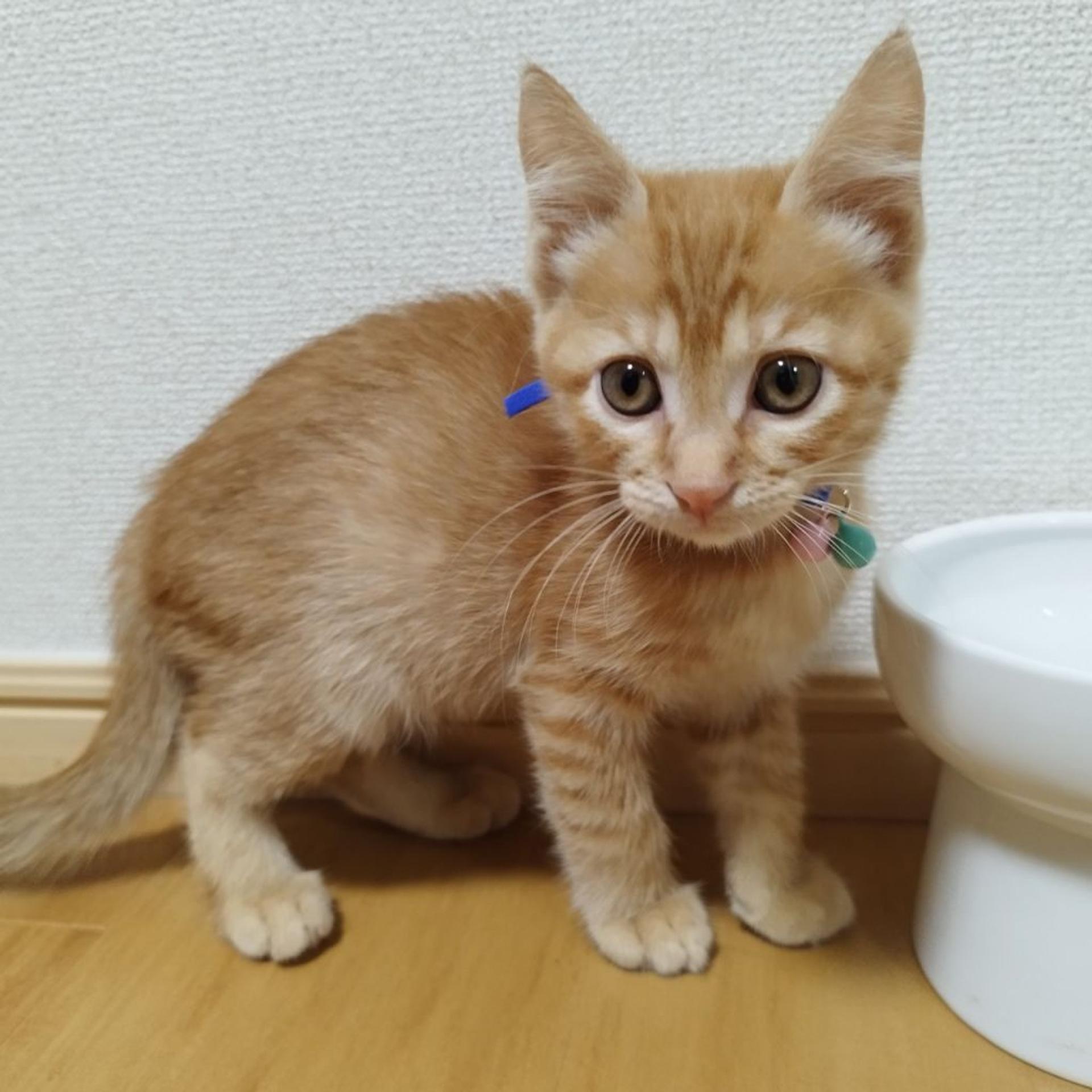 pet-image-4