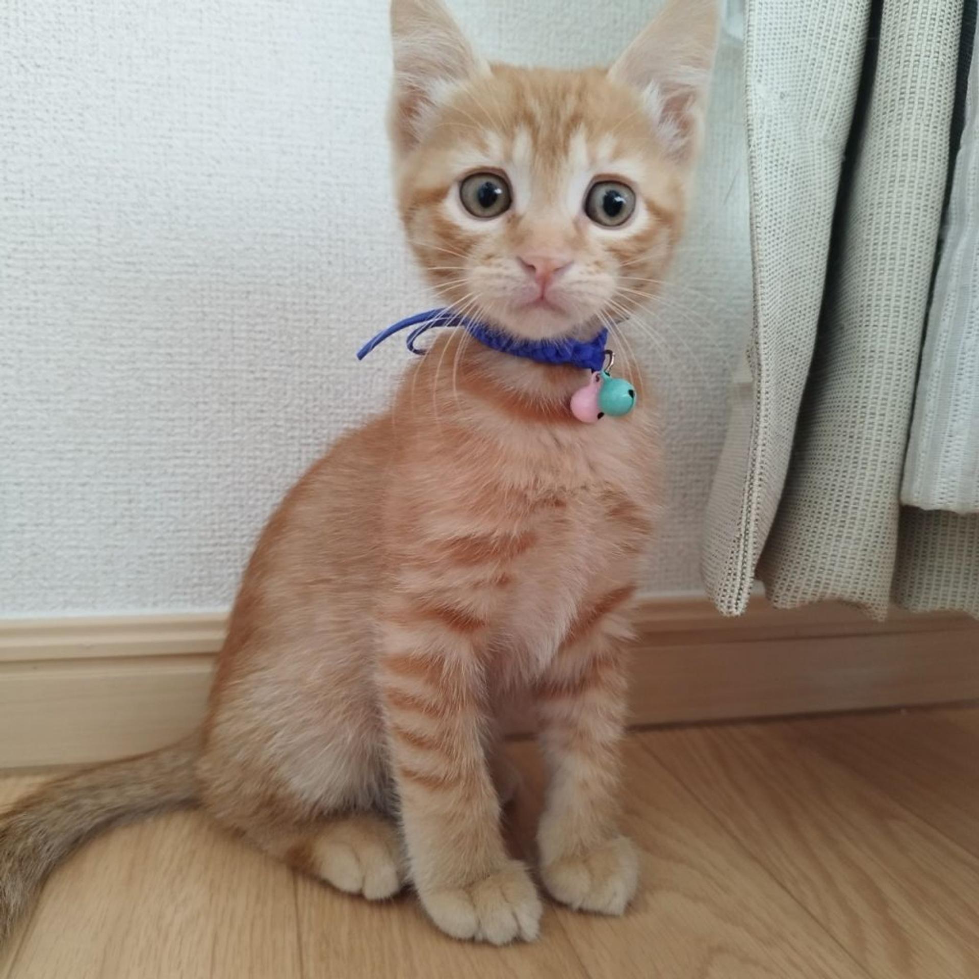 pet-image-5