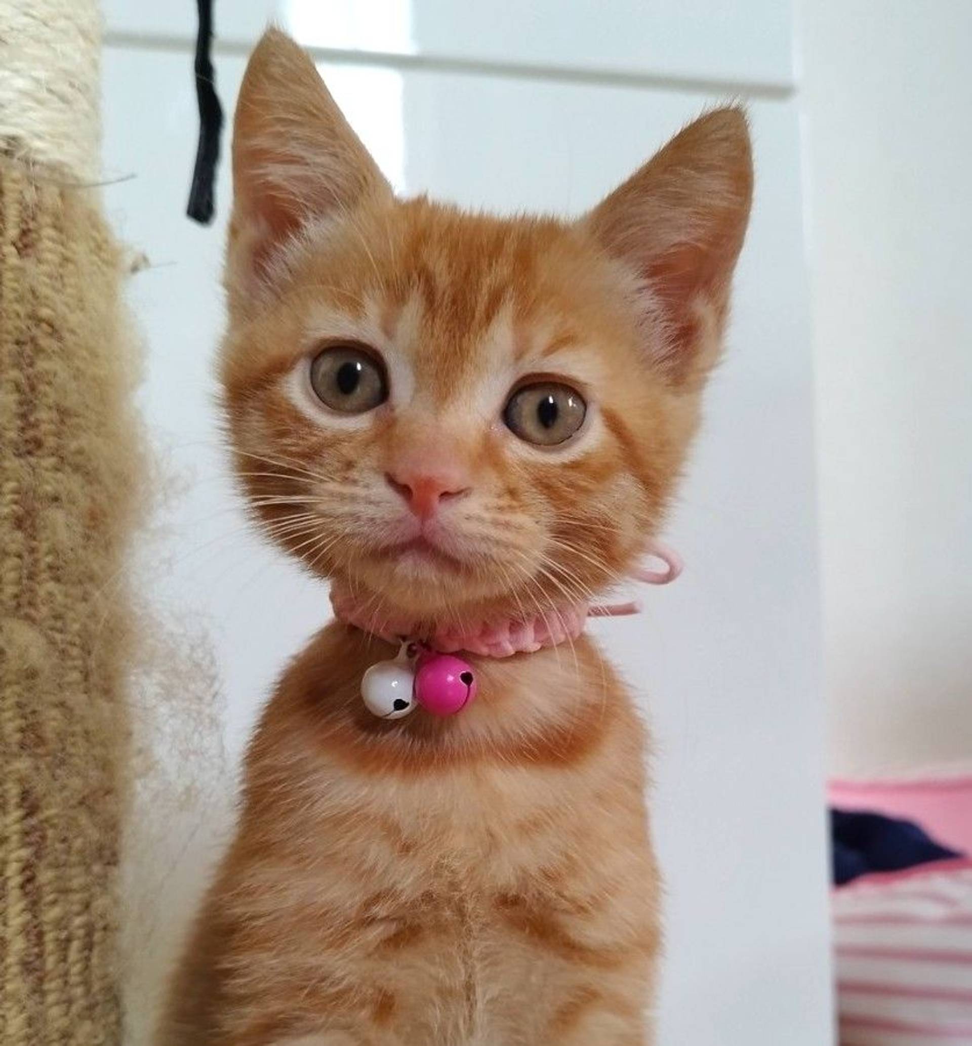 雑種（ミックス猫）・メスの里親募集の写真