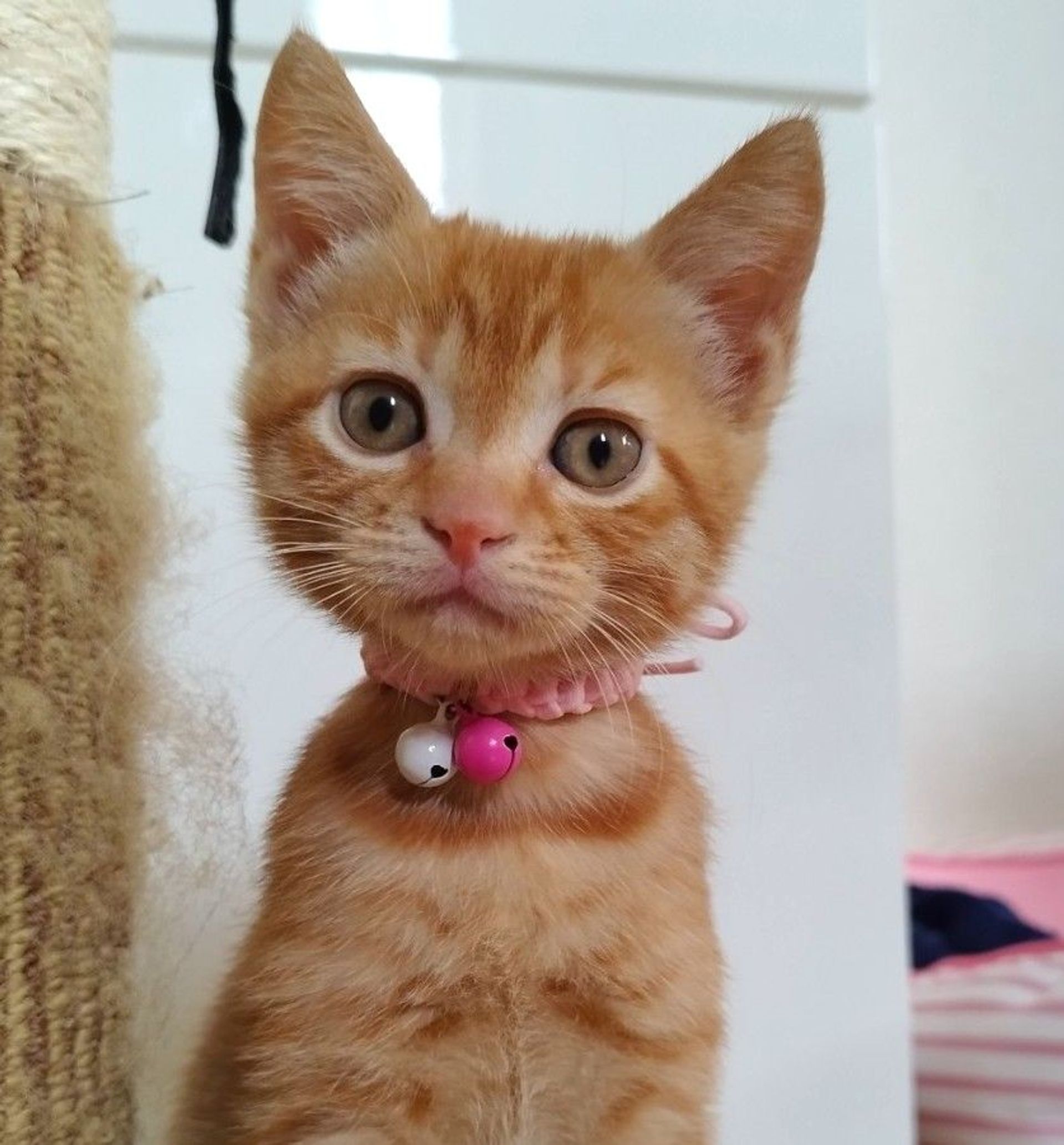 雑種（ミックス猫）・メスの里親募集の写真