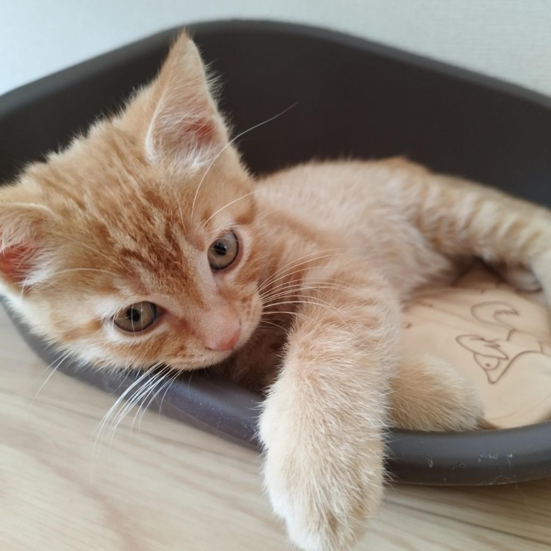 pet-image-3