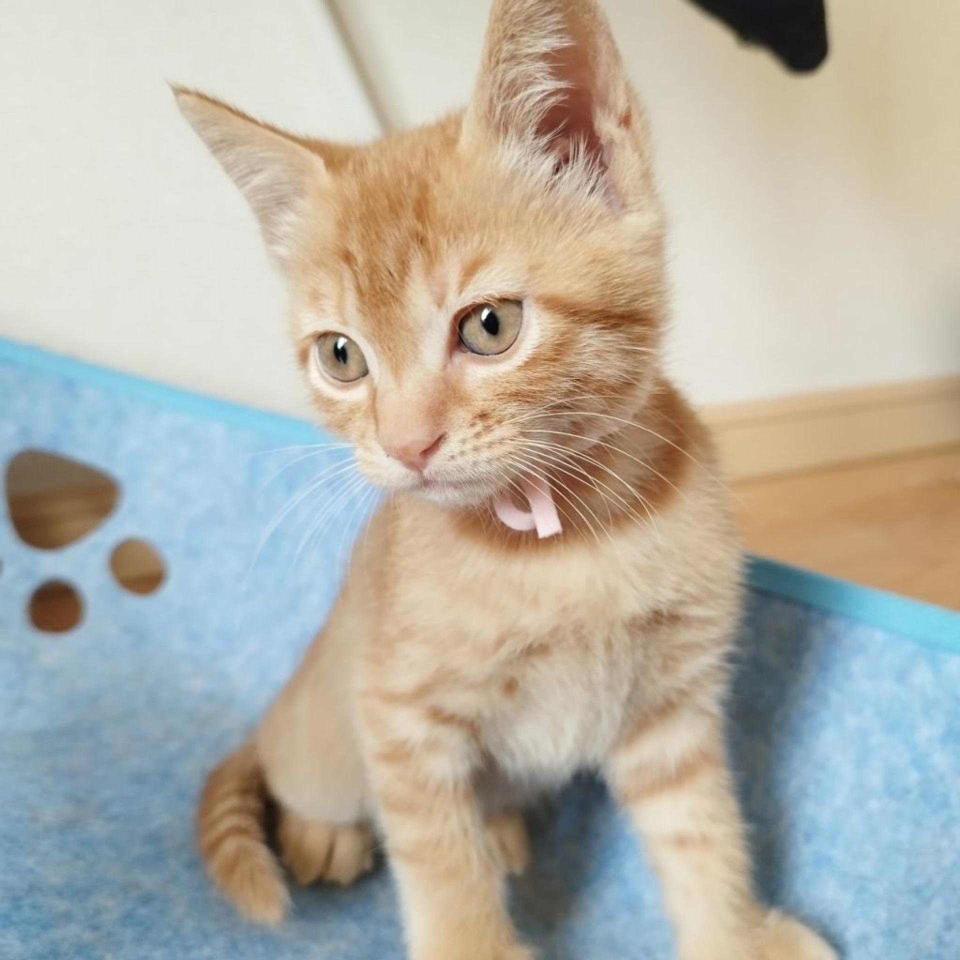 pet-image-4