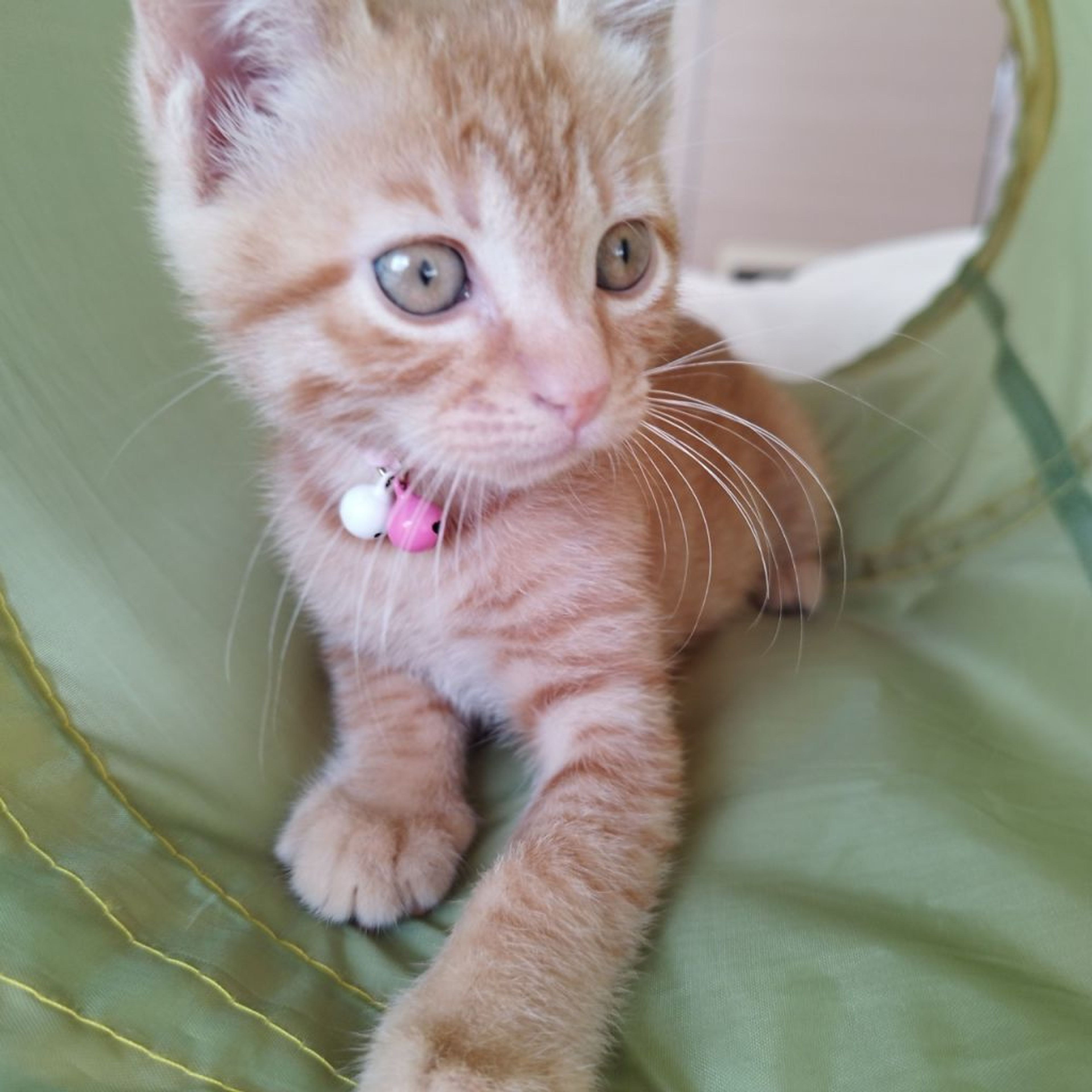 pet-image-5