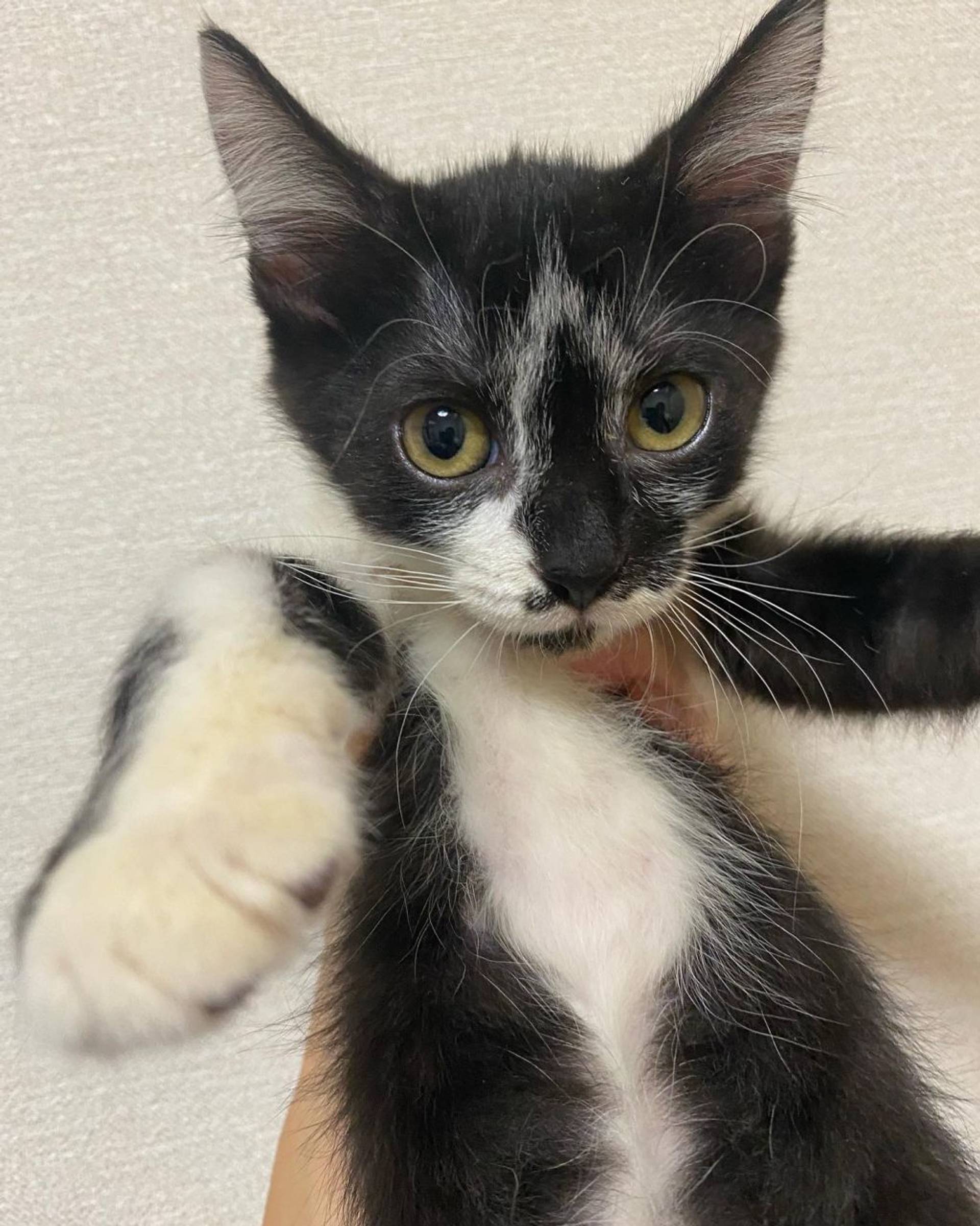 雑種（ミックス猫）・メスの里親募集の写真