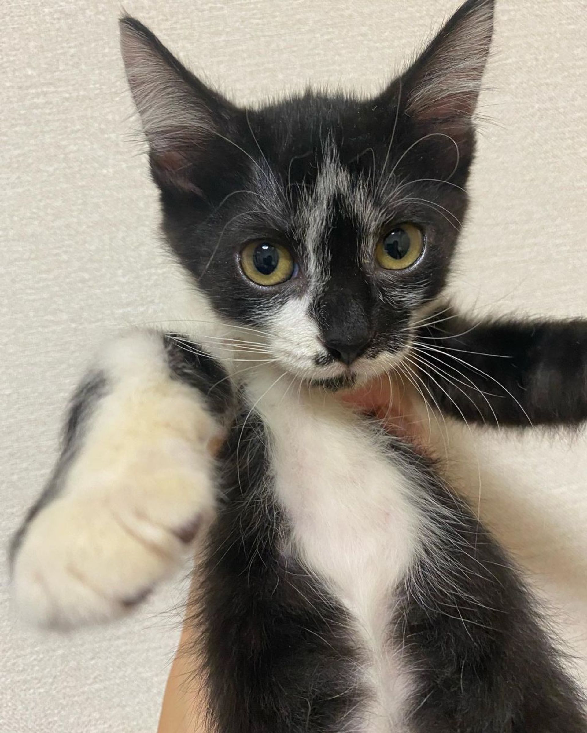 雑種（ミックス猫）・メスの里親募集の写真