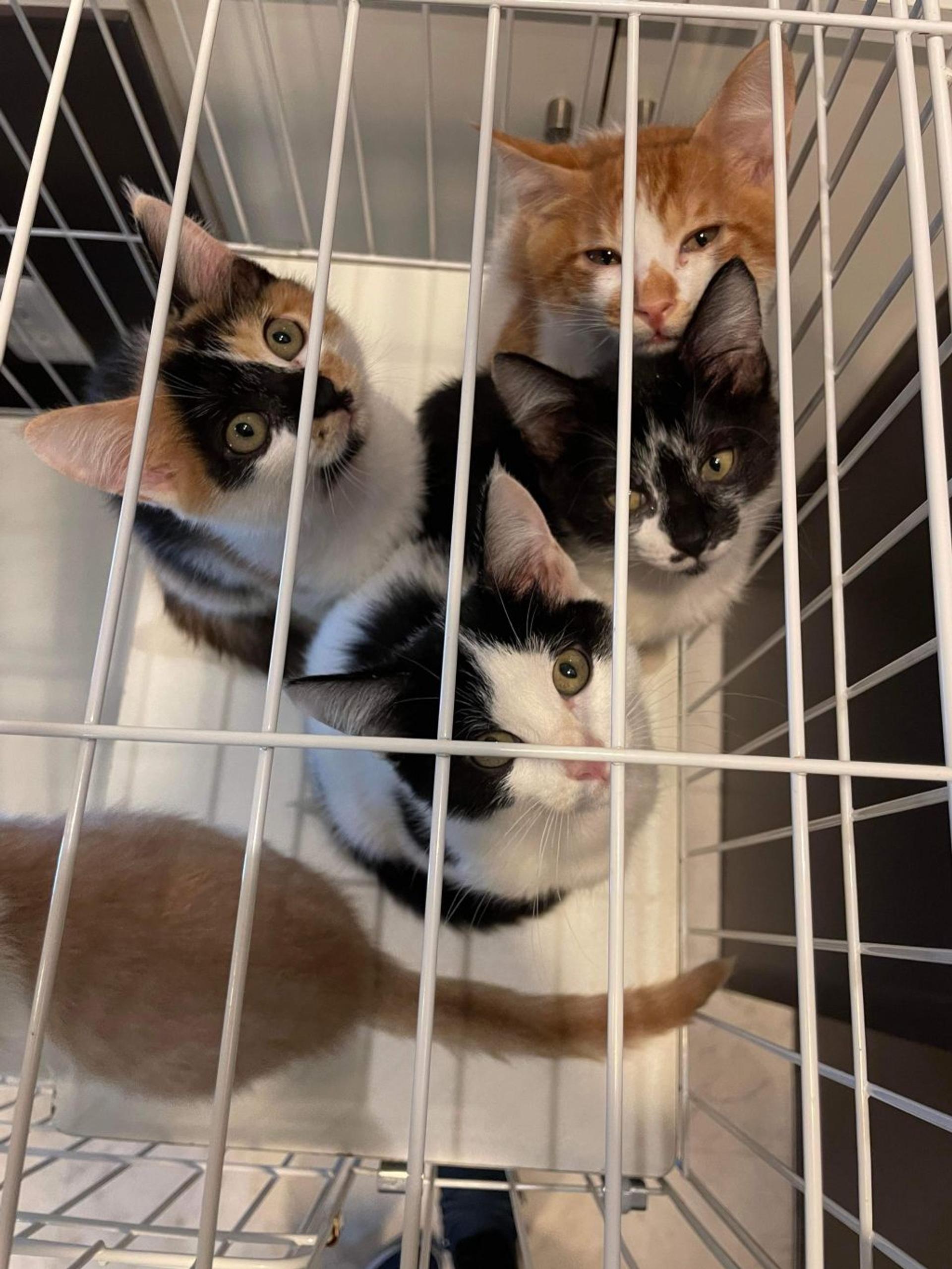 pet-image-4
