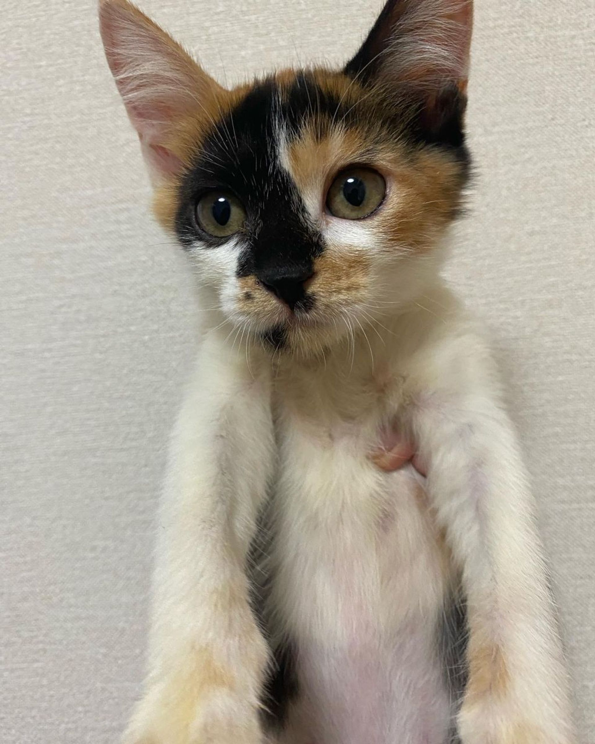 雑種（ミックス猫）・メスの里親募集の写真