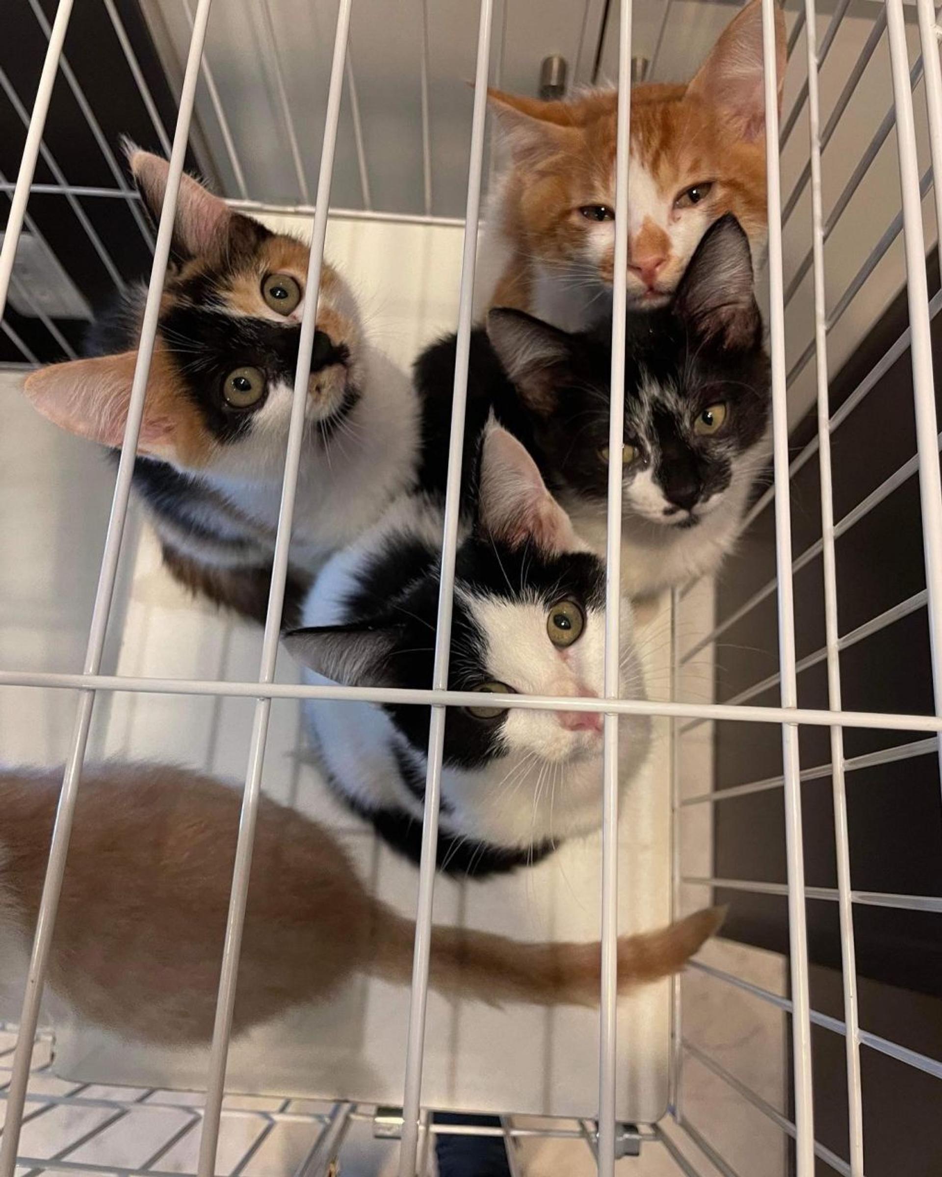 pet-image-2