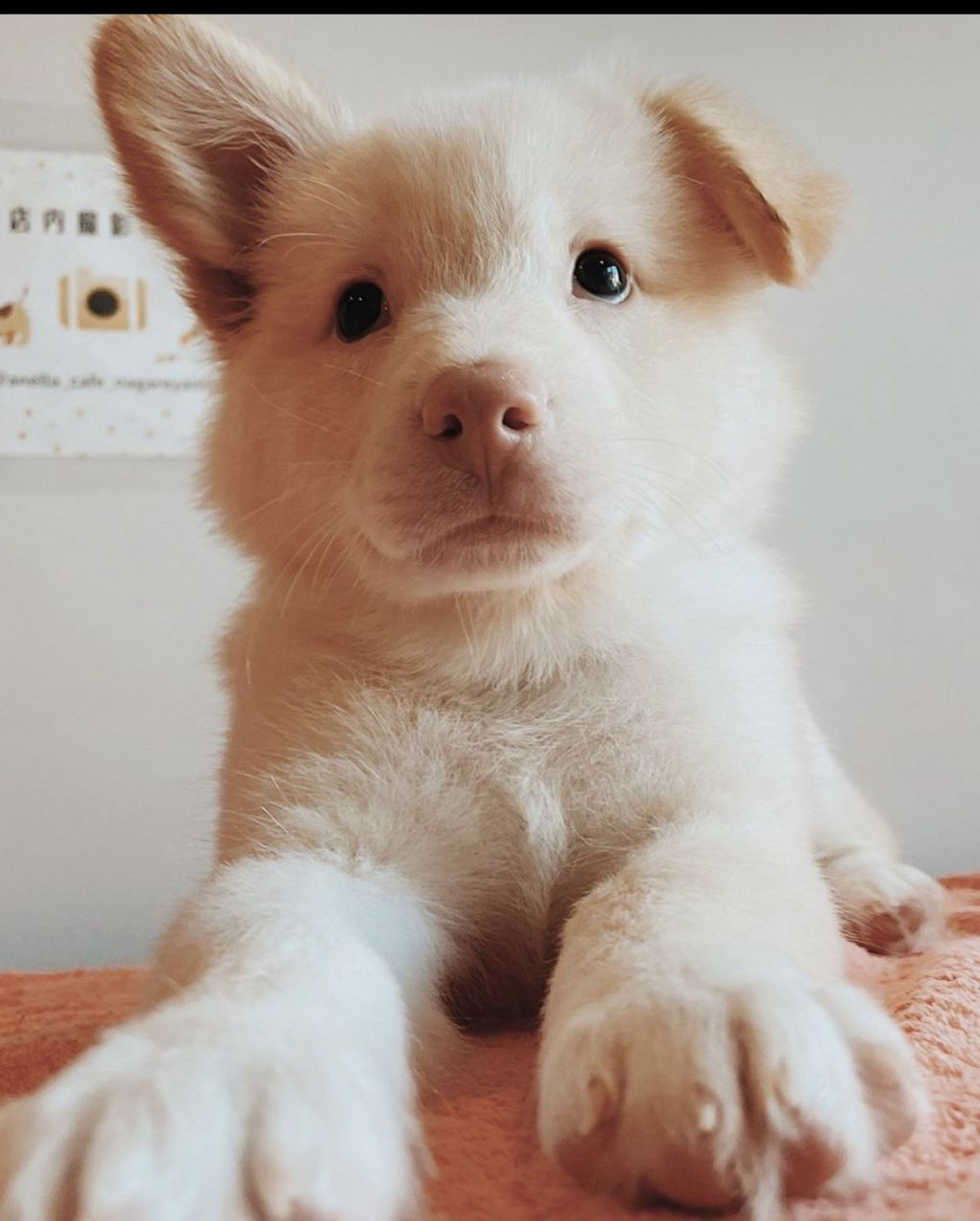 雑種（ミックス犬）・オスの里親募集の写真