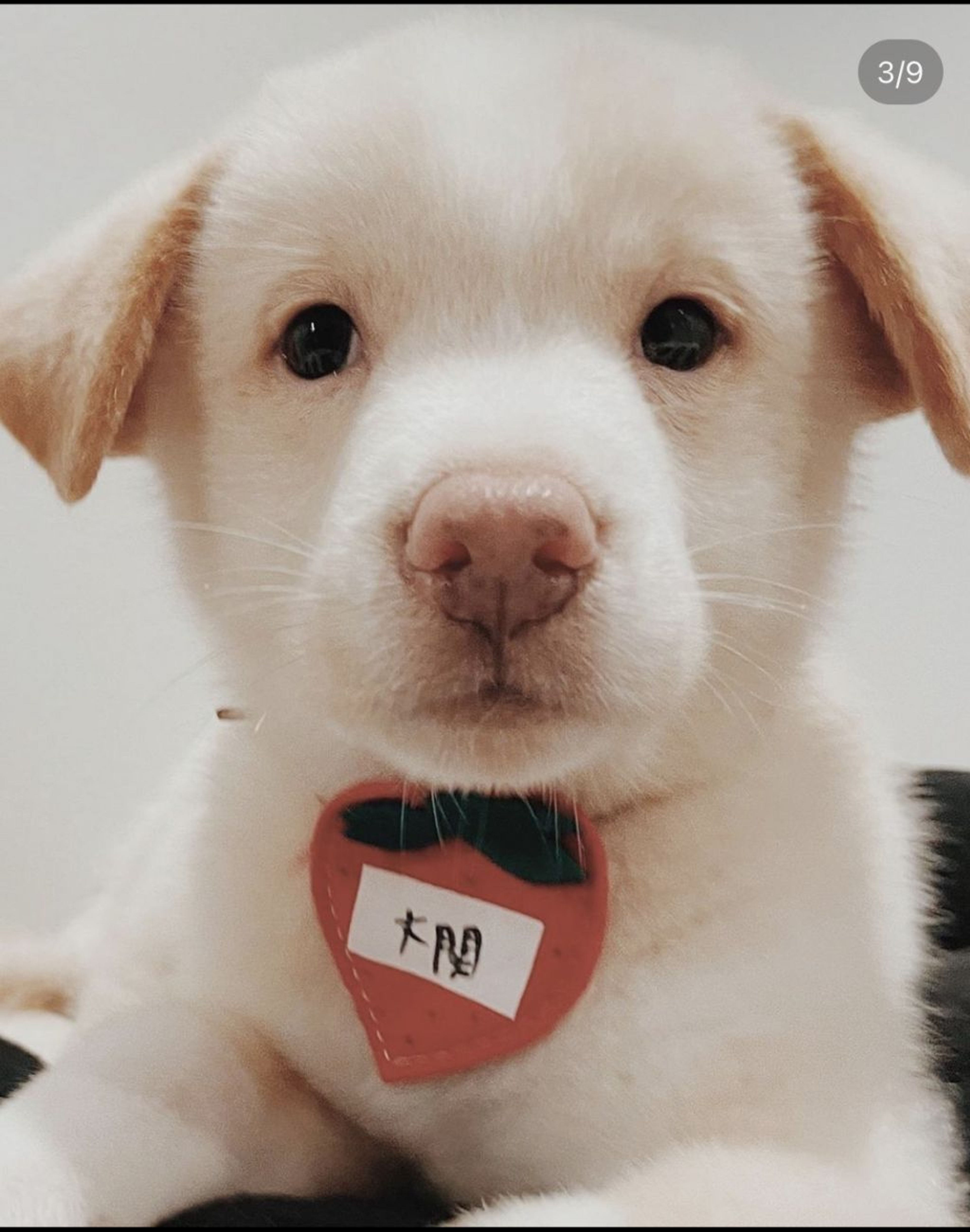 雑種（ミックス犬）・オスの里親募集の写真