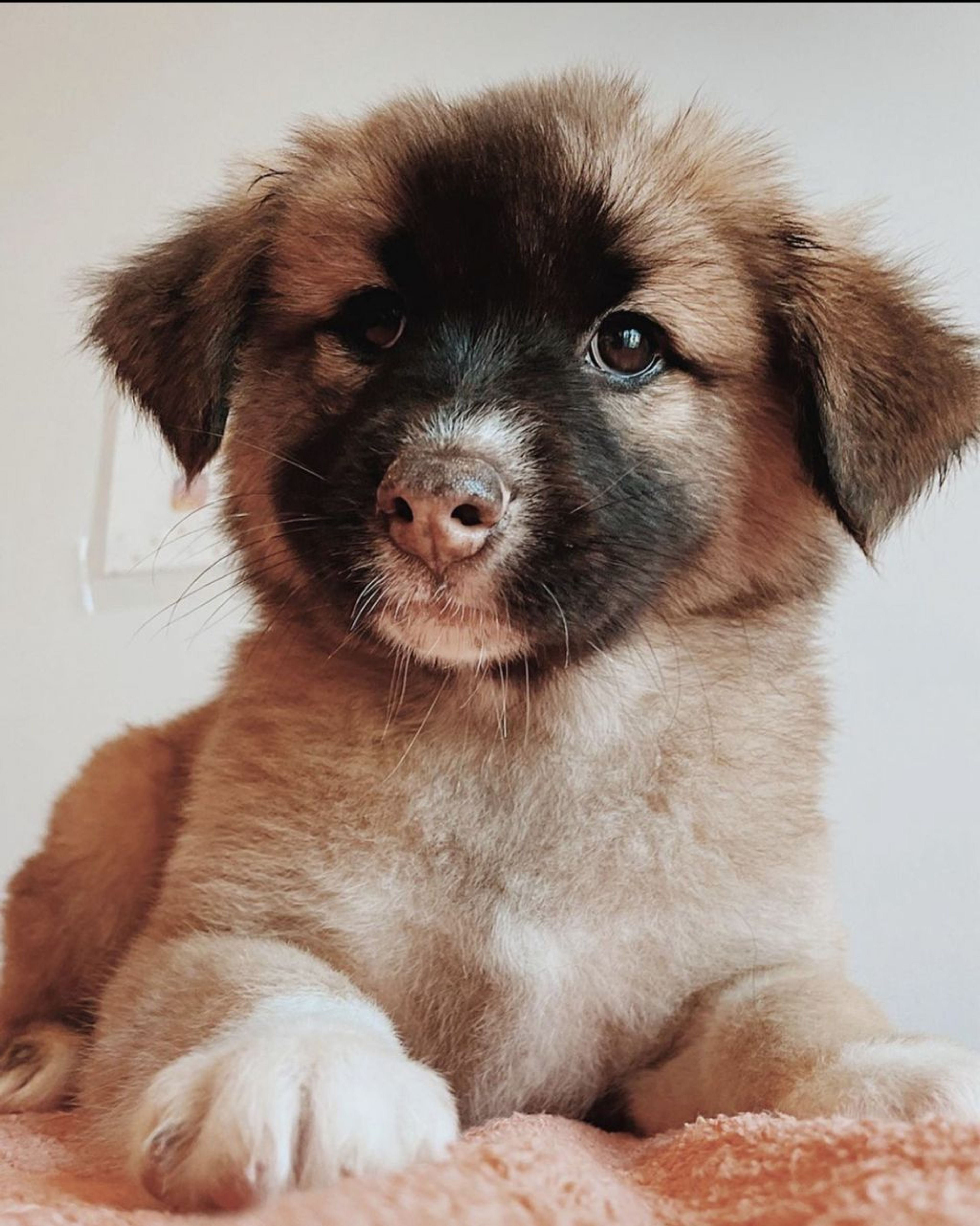 雑種（ミックス犬）・メスの里親募集の写真