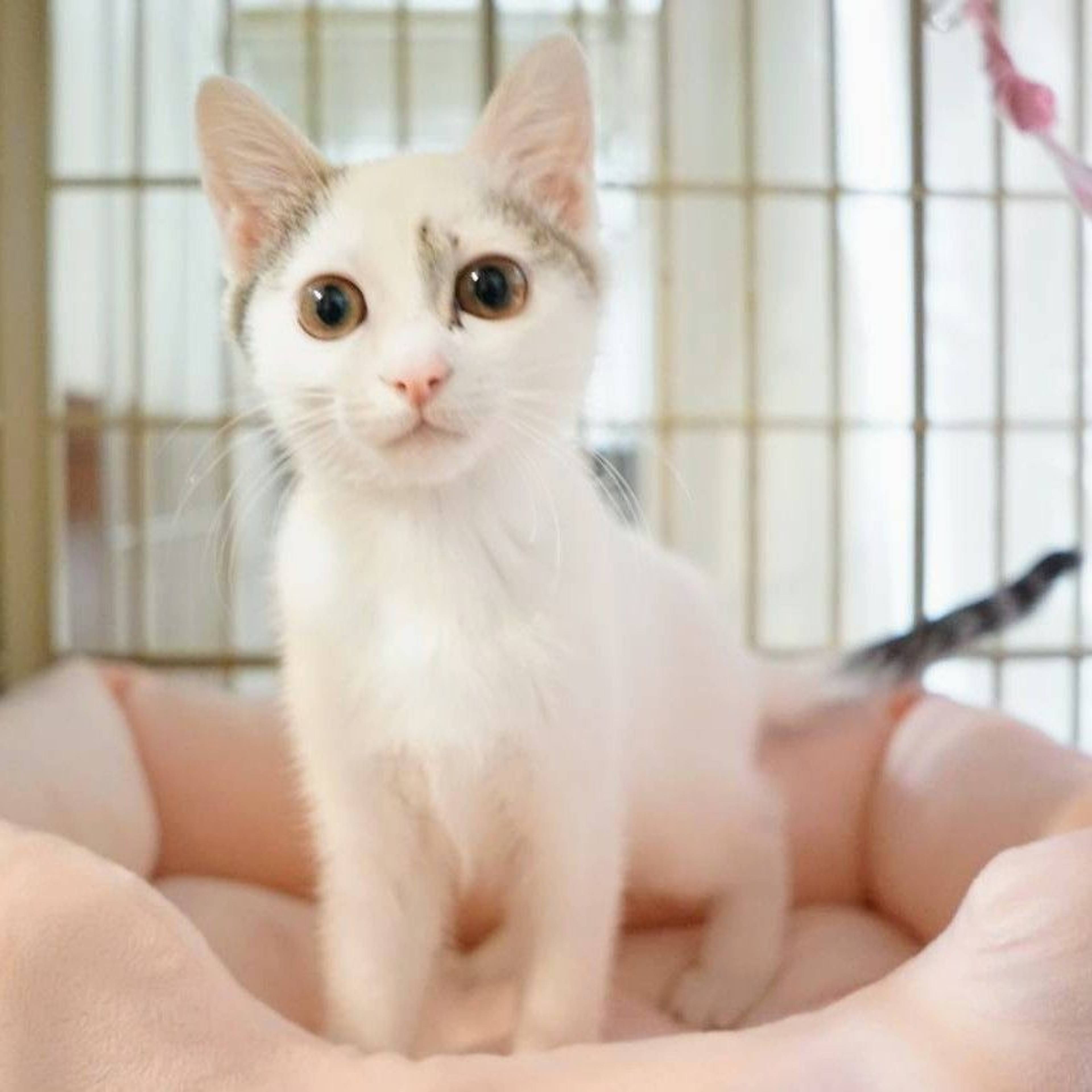 雑種（ミックス猫）・メスの里親募集の写真