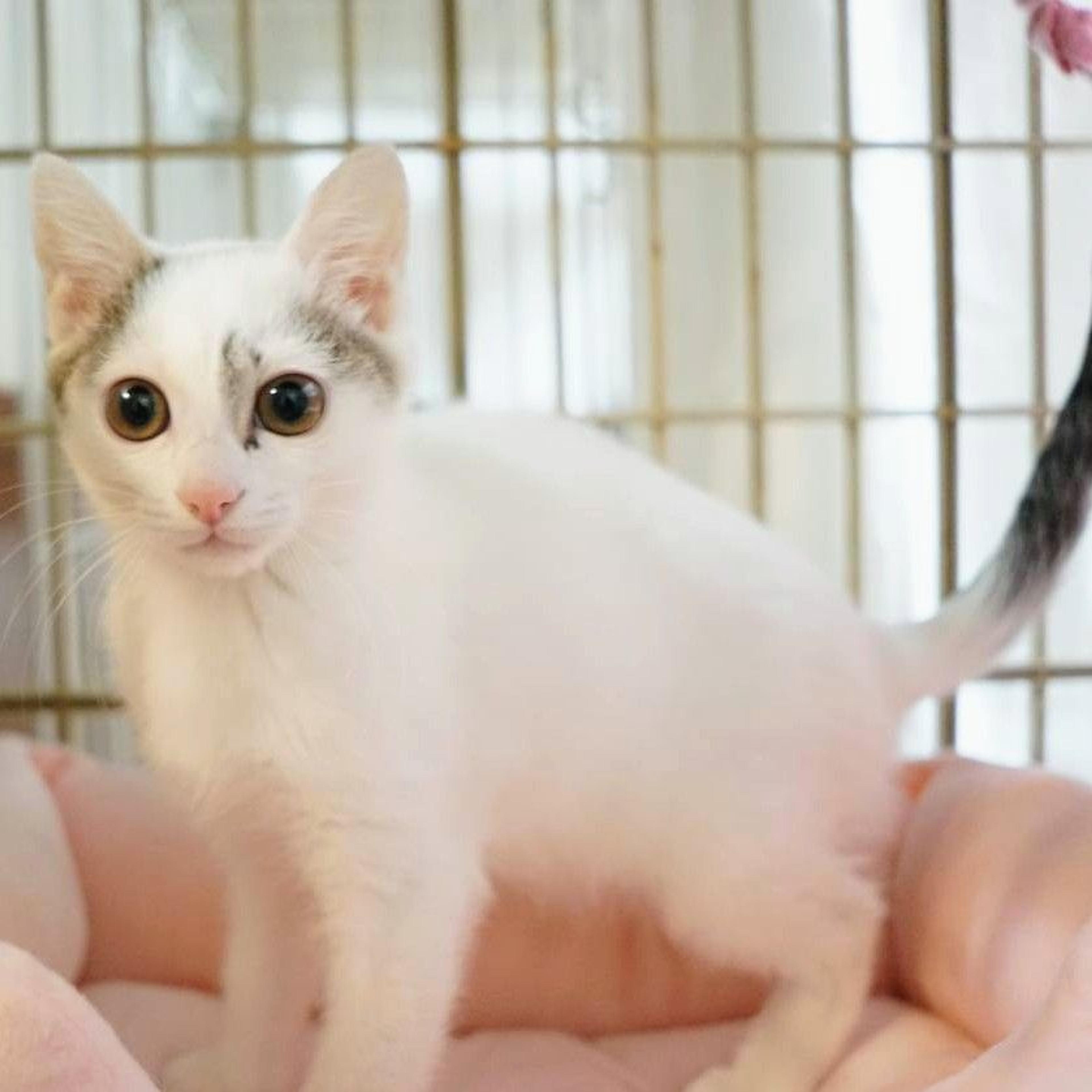pet-image-2