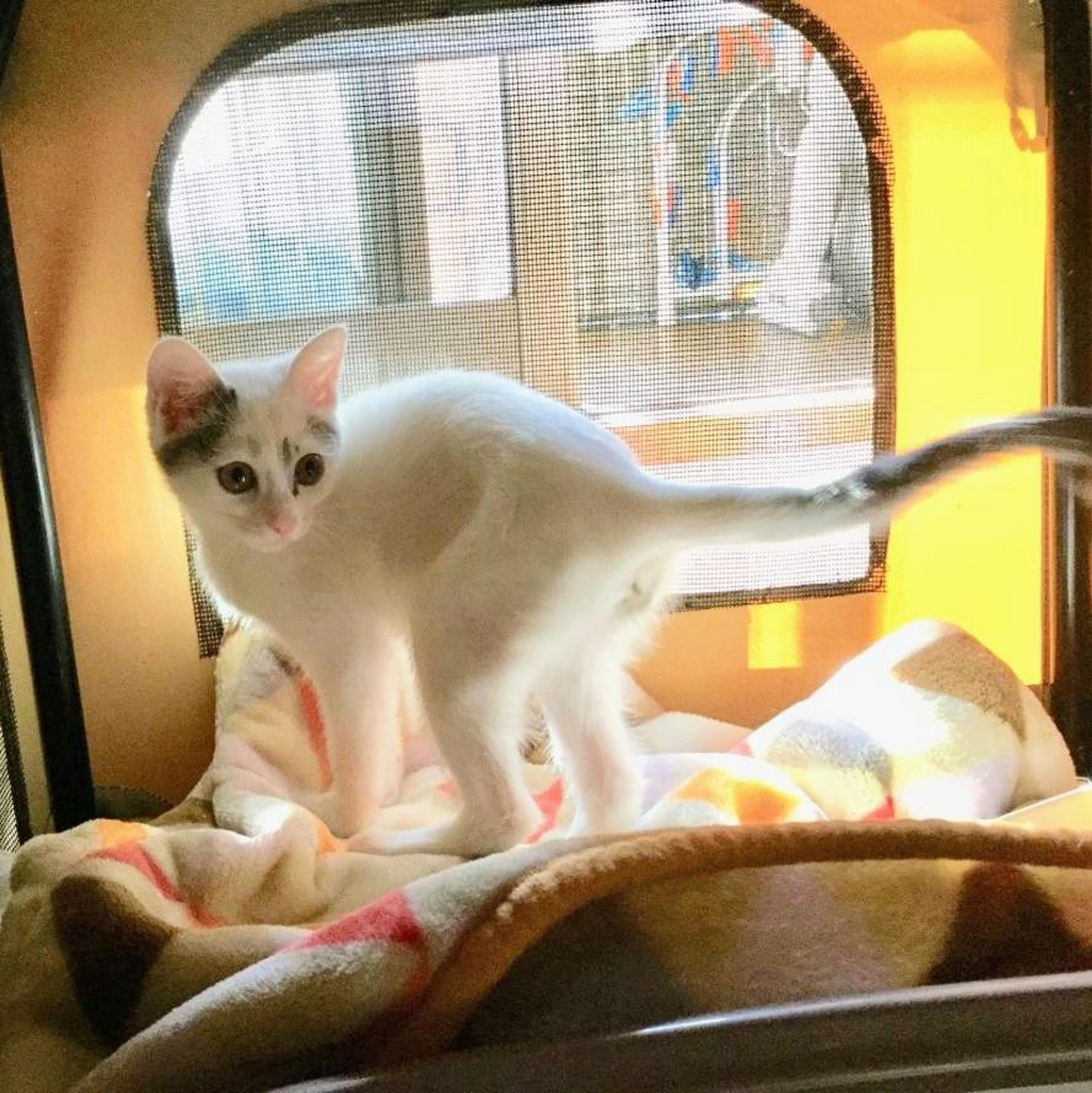 pet-image-3