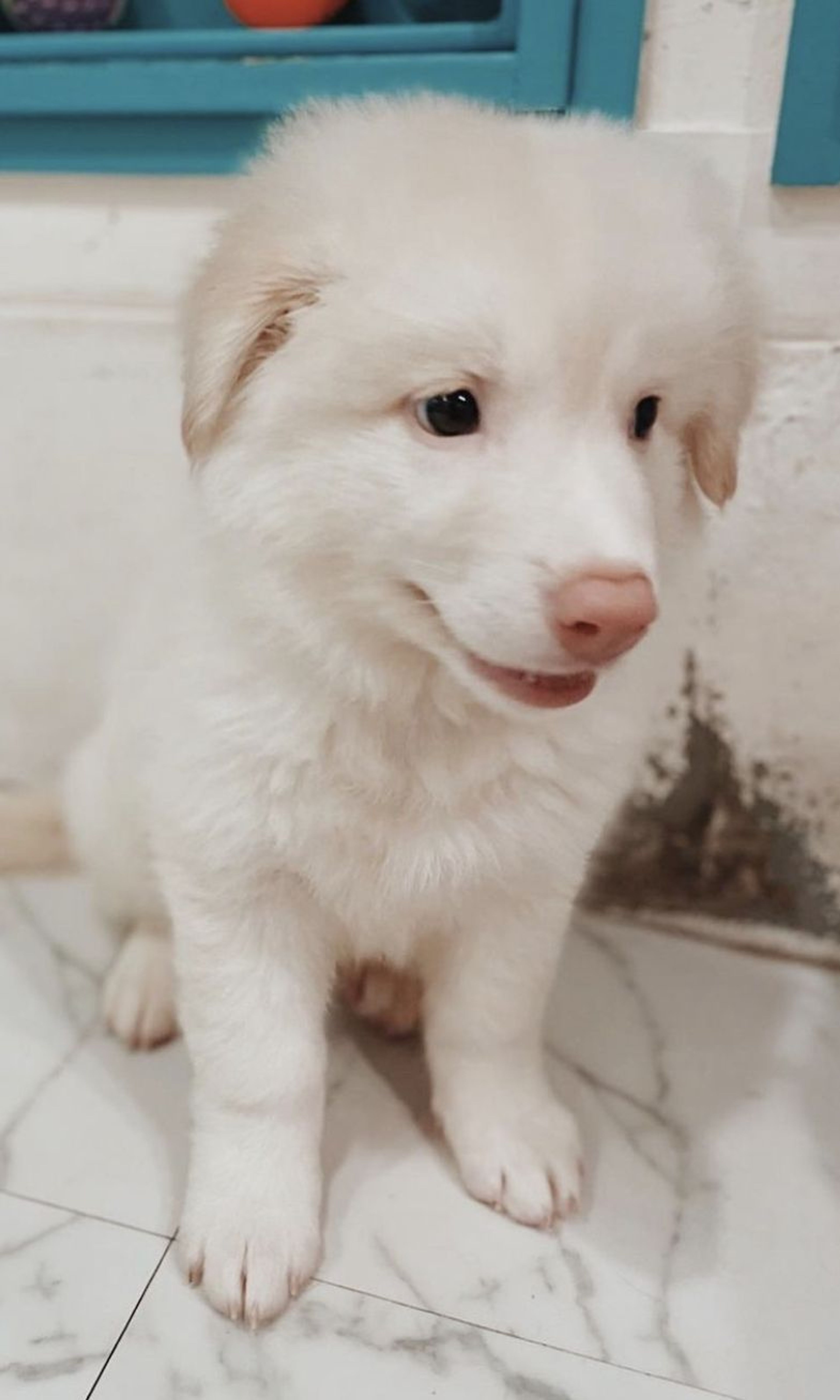 雑種（ミックス犬）・オスの里親募集の写真