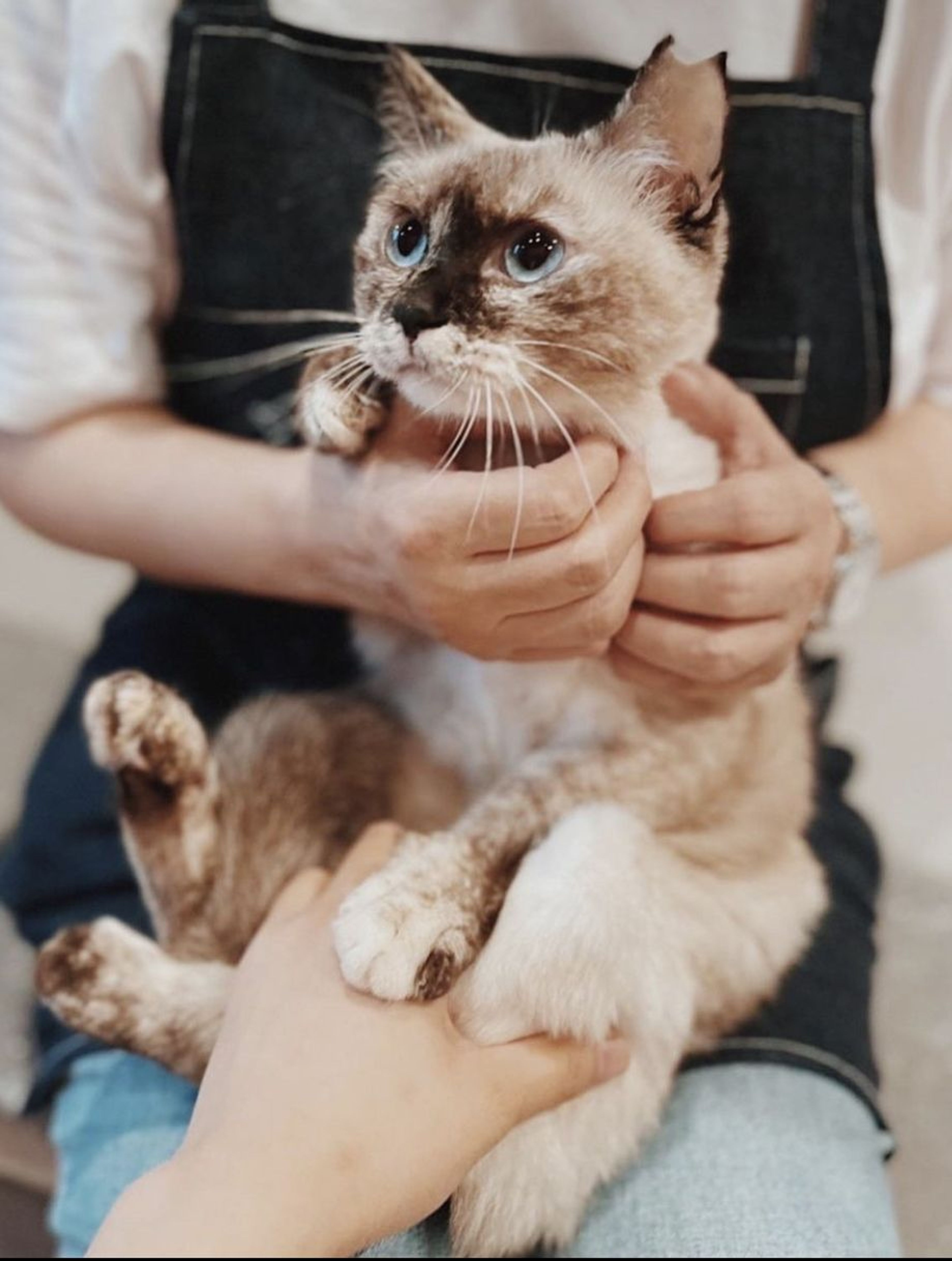 シャム・メスの里親募集の写真