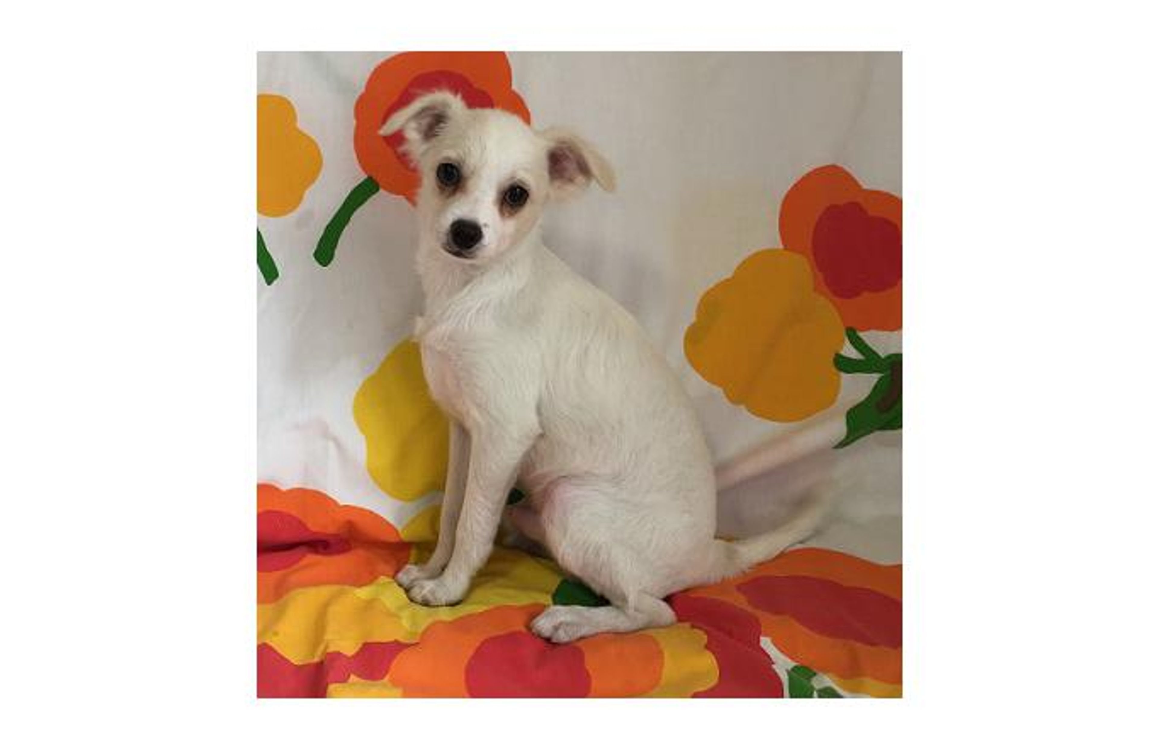 雑種（ミックス犬）・オスの里親募集の写真