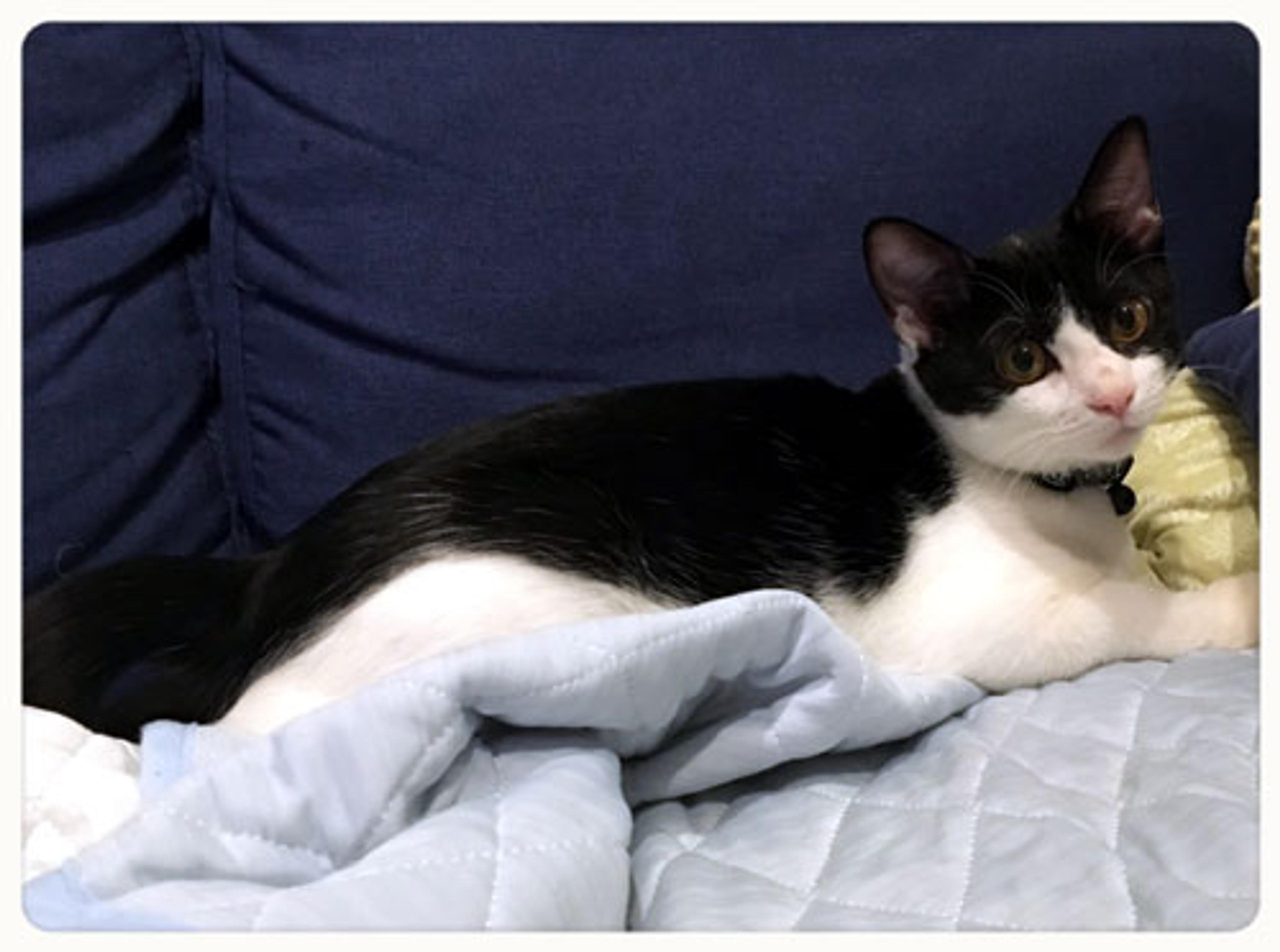 pet-image-2