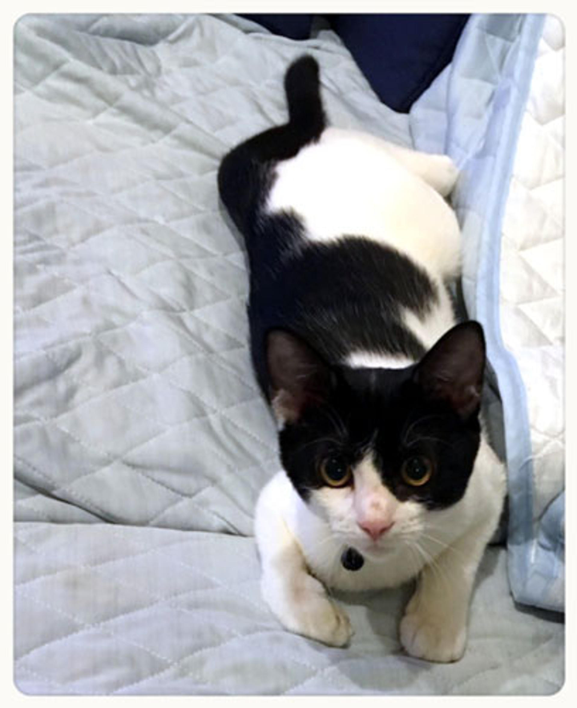 pet-image-3
