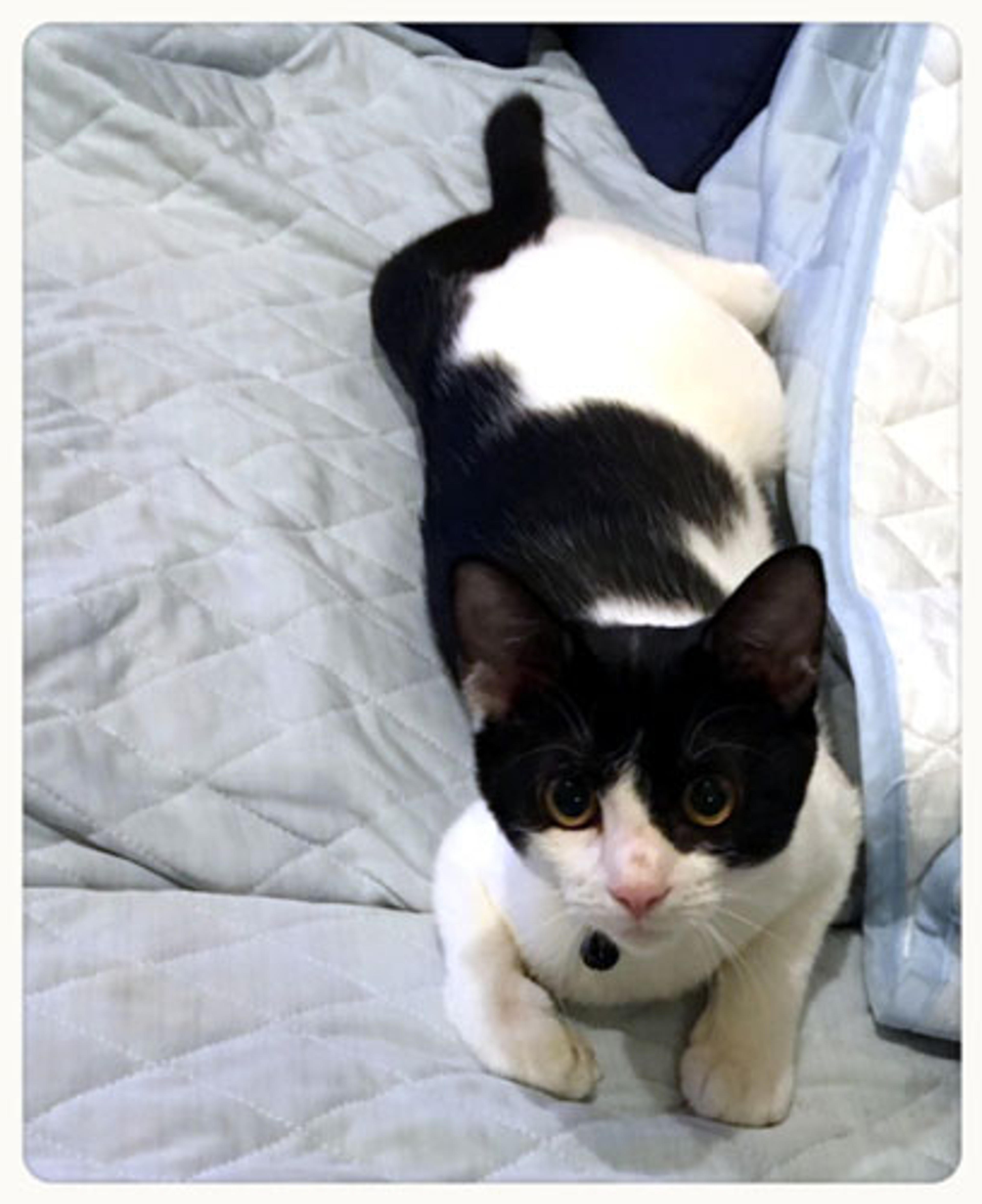 pet-image-3