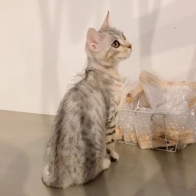 シルベ