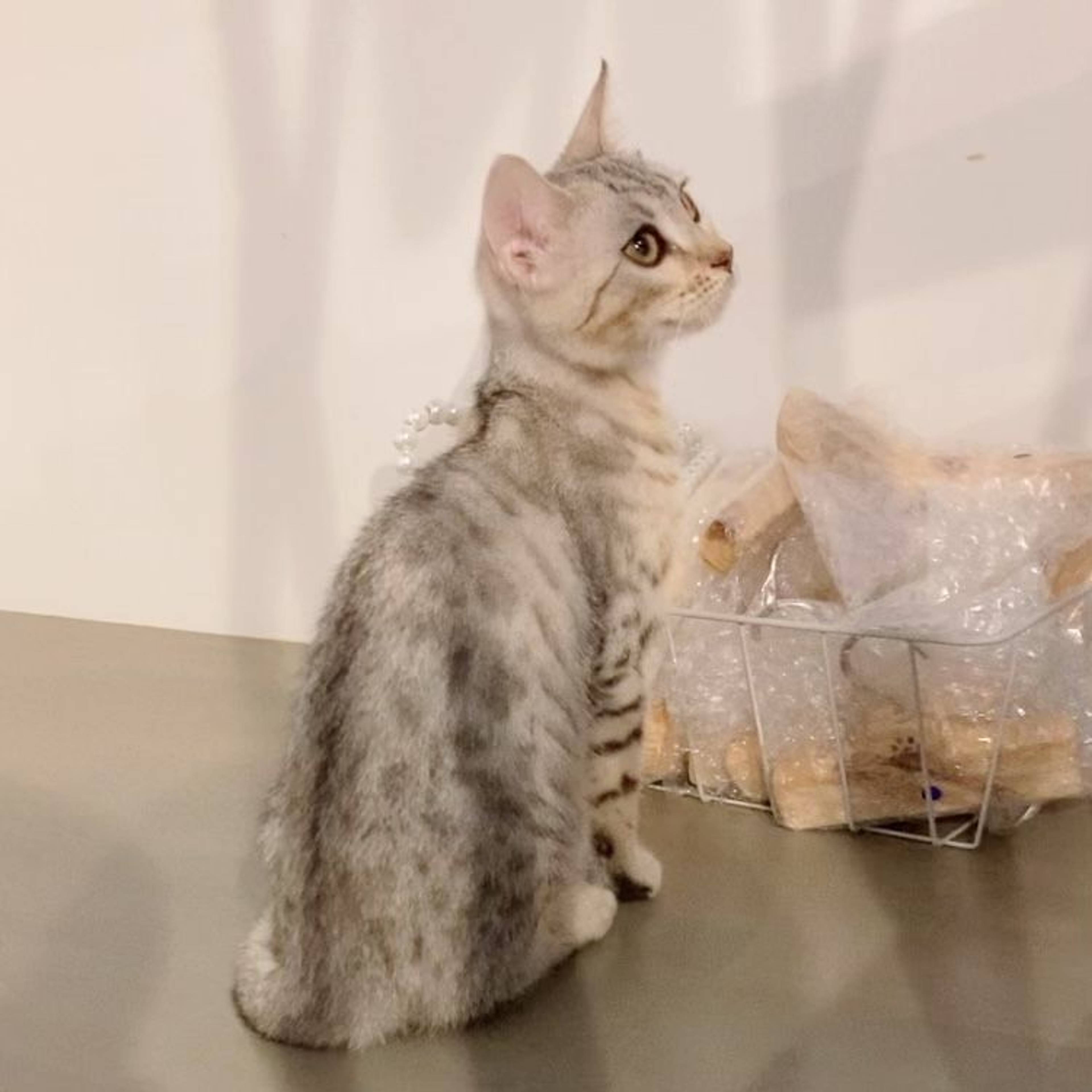ベンガル・メスの里親募集の写真