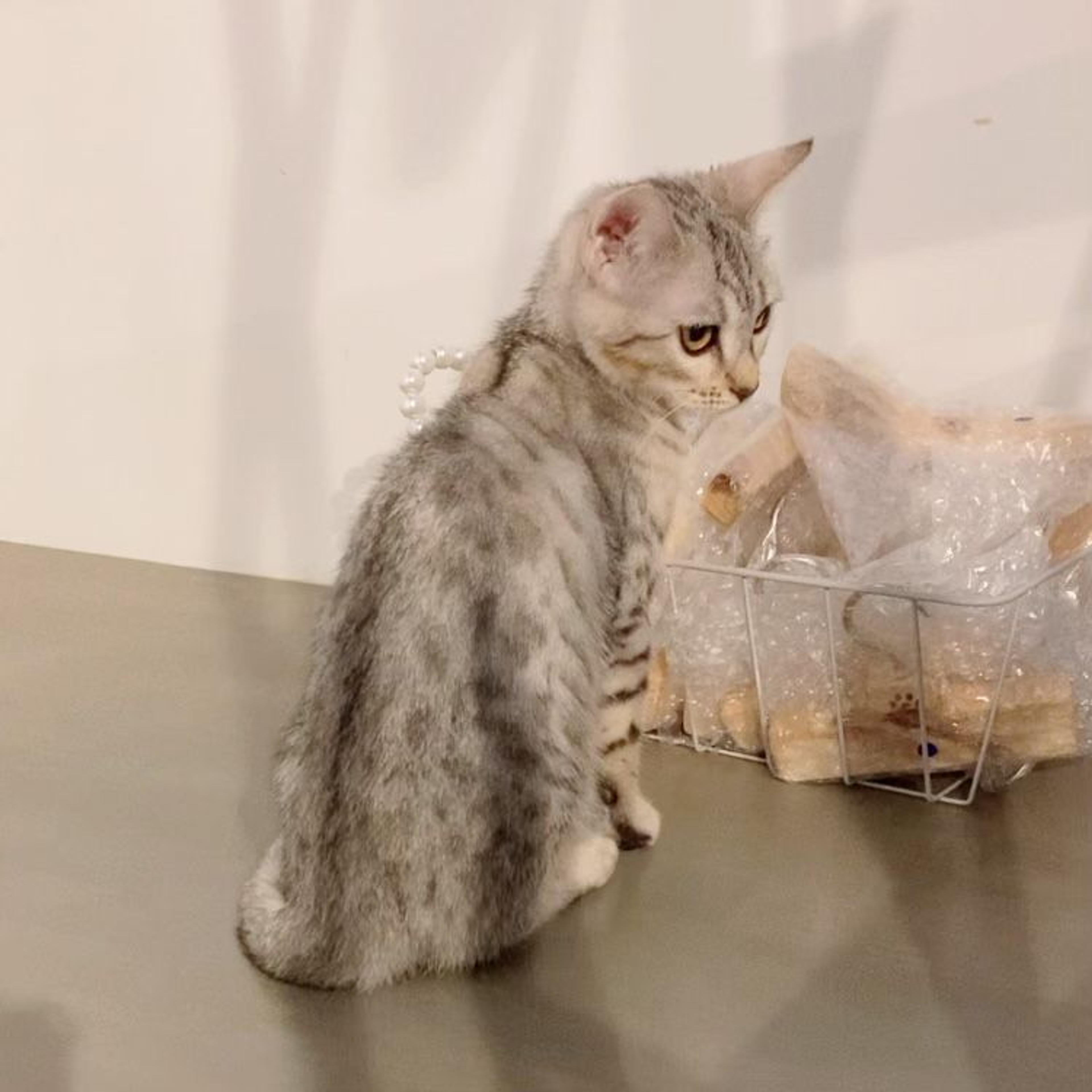 pet-image-3