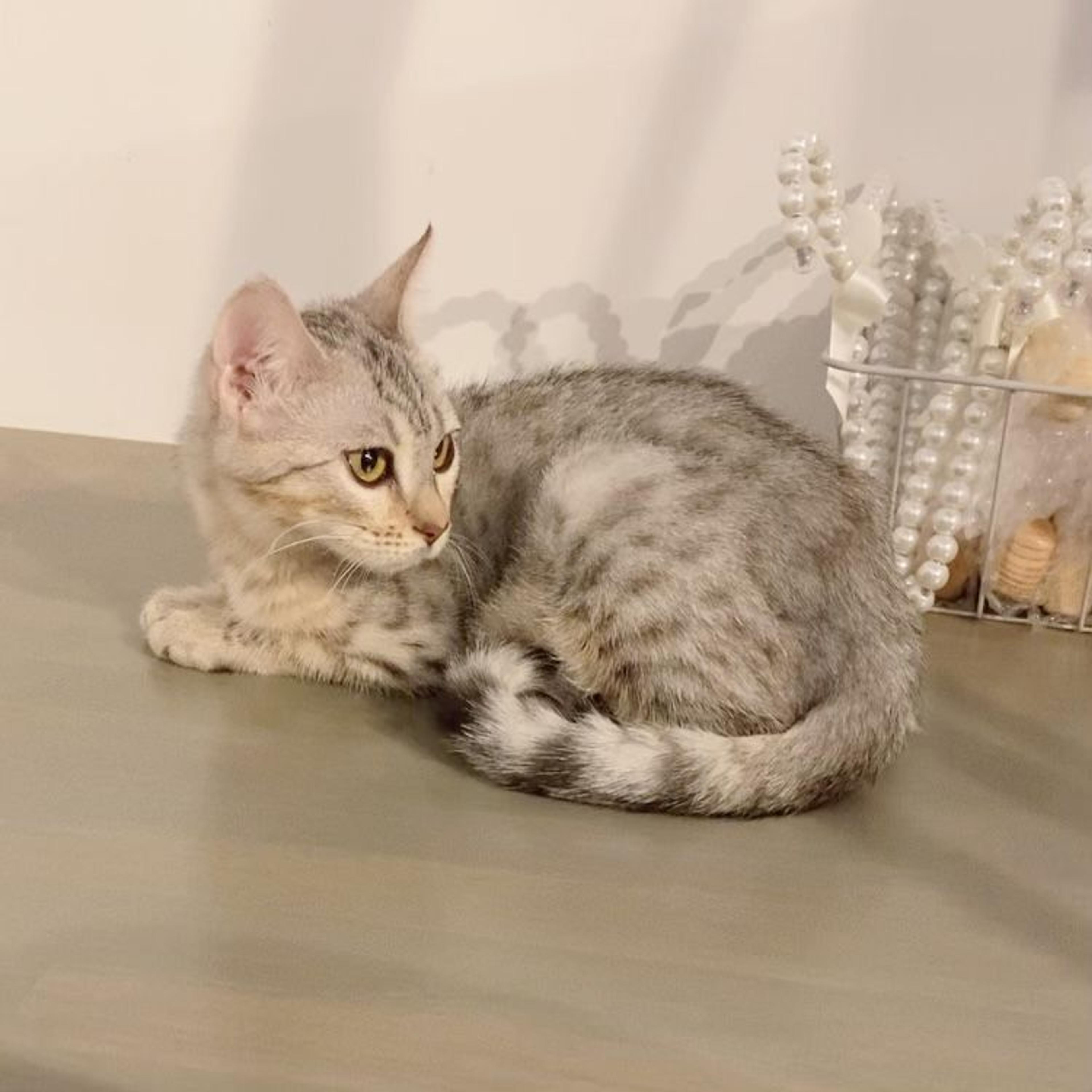 pet-image-4