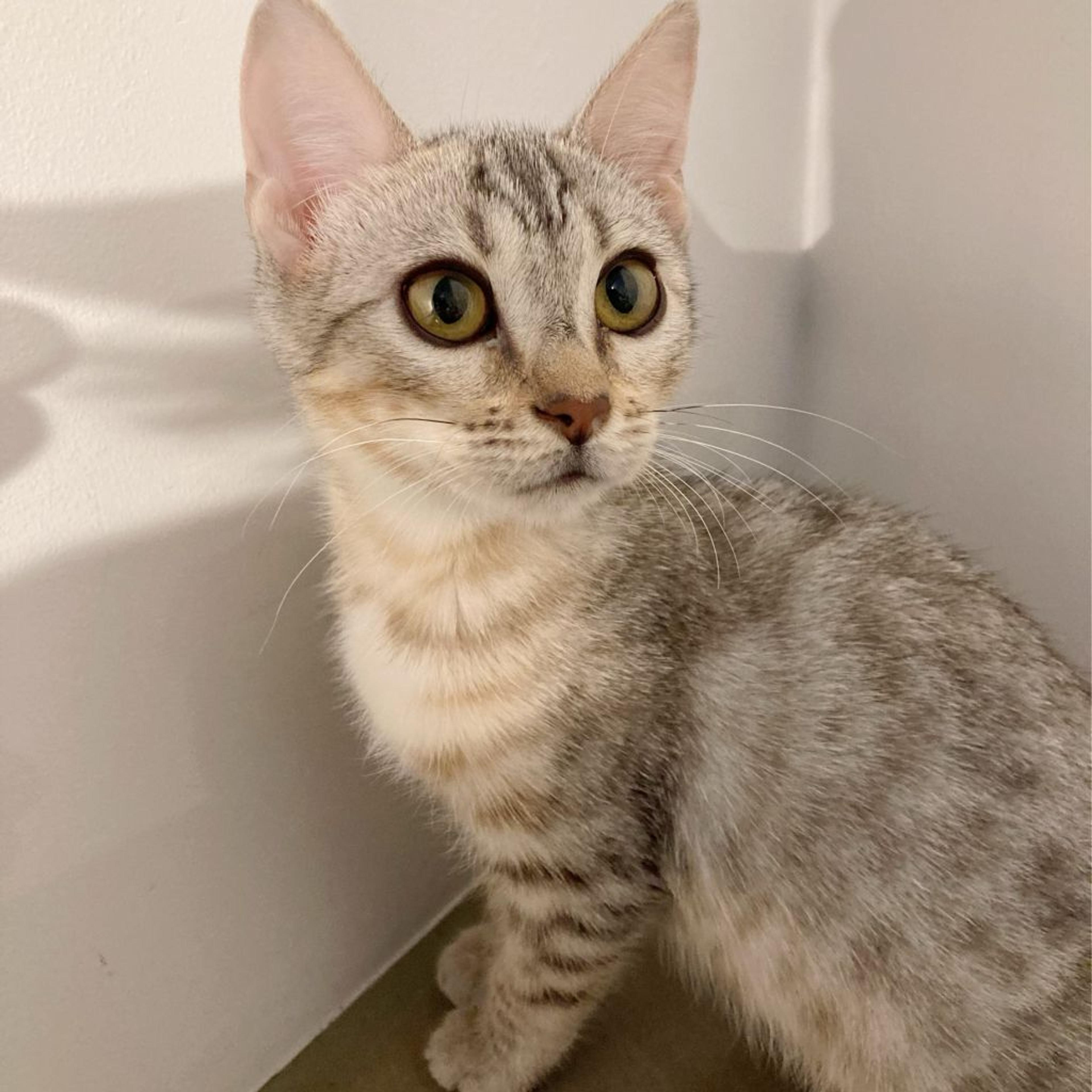 pet-image-5