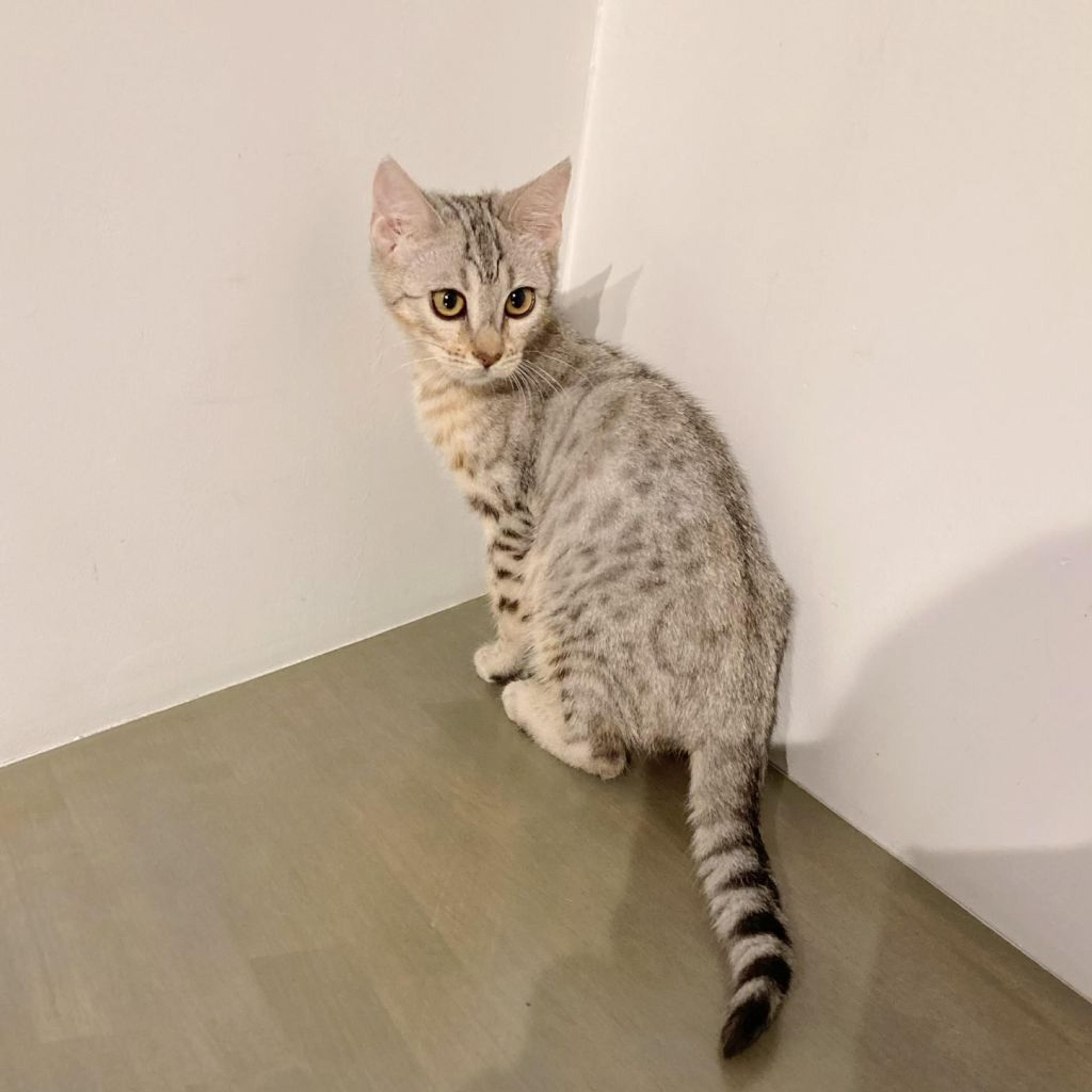pet-image-6