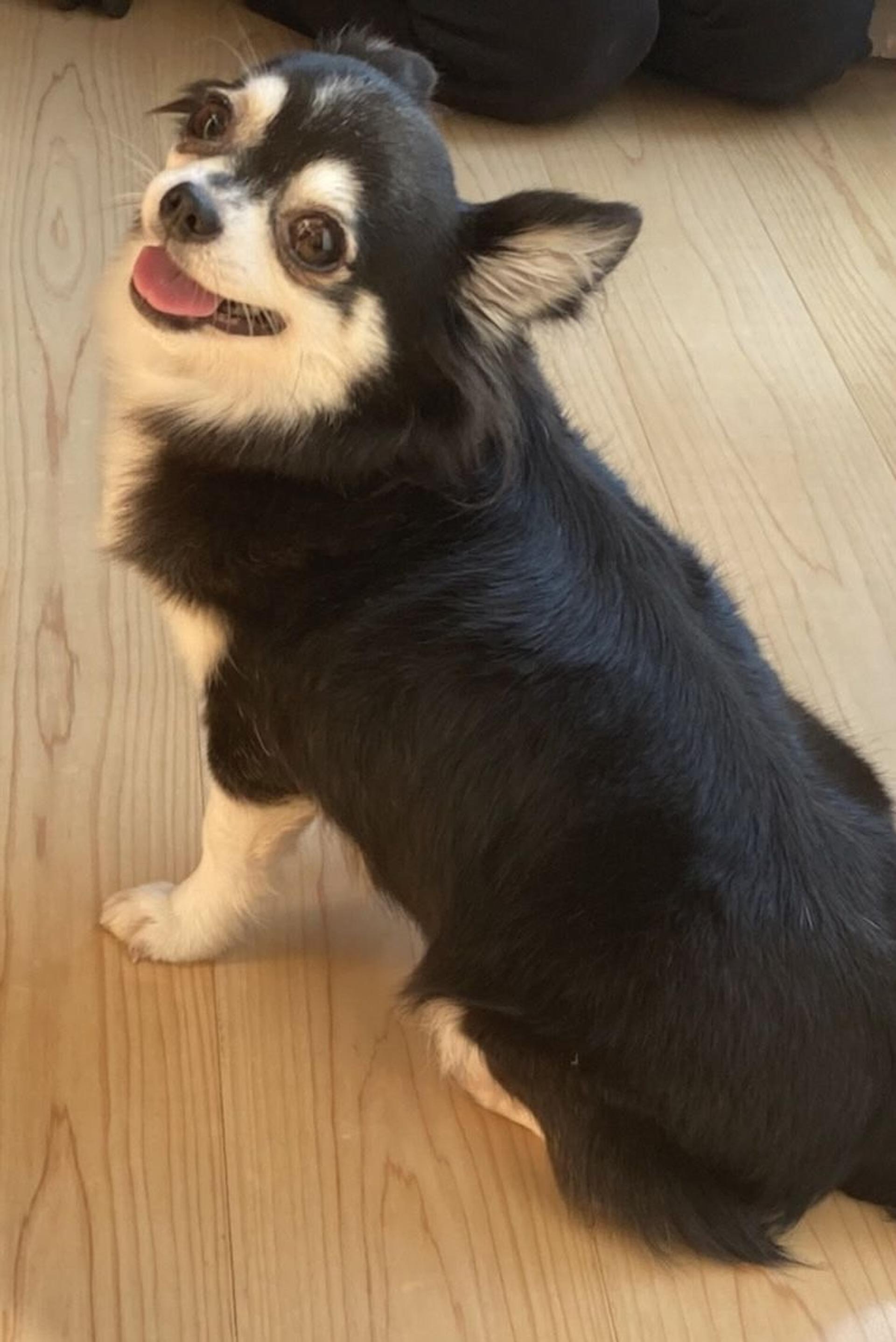 pet-image-3