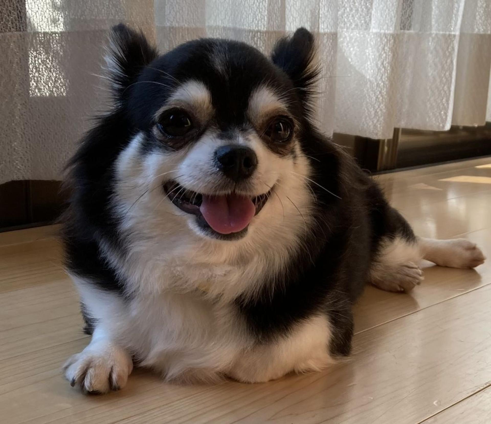 pet-image-4